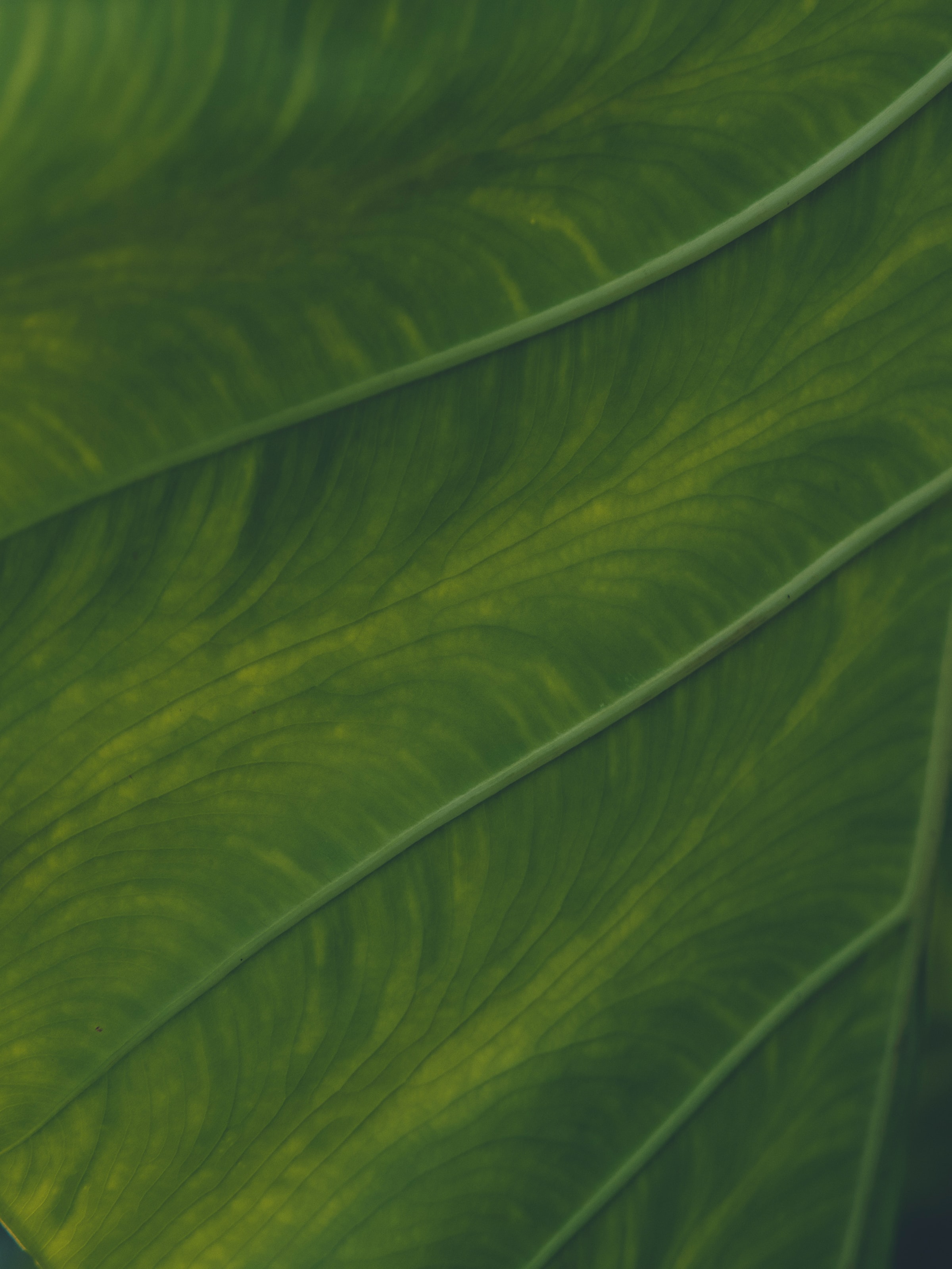 green, plant, macro, sheet, leaf, veins 8K