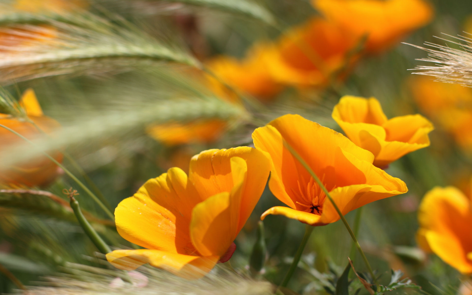 Желто оранжевые цветы