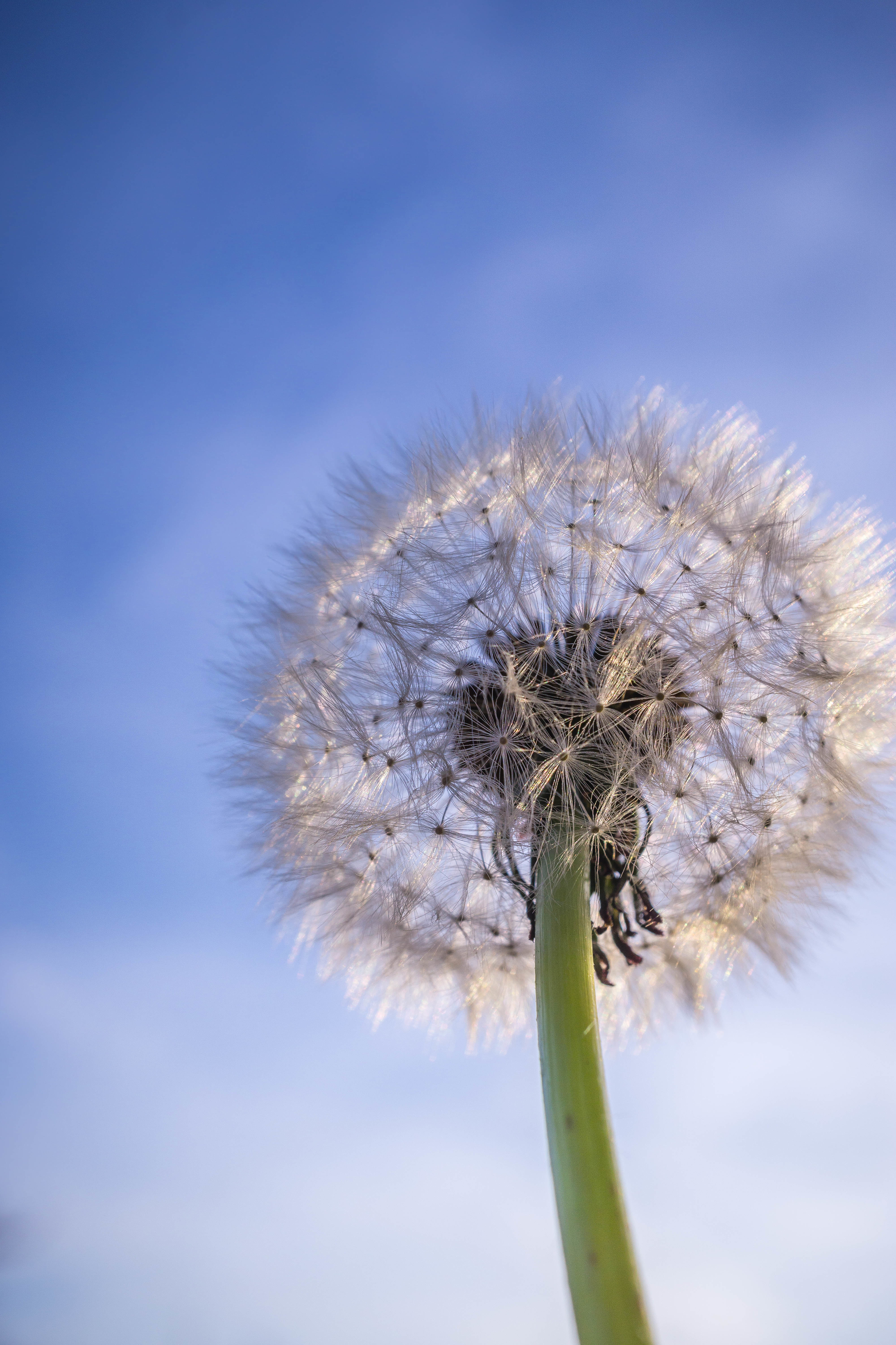  Dandelion HD Android Wallpapers