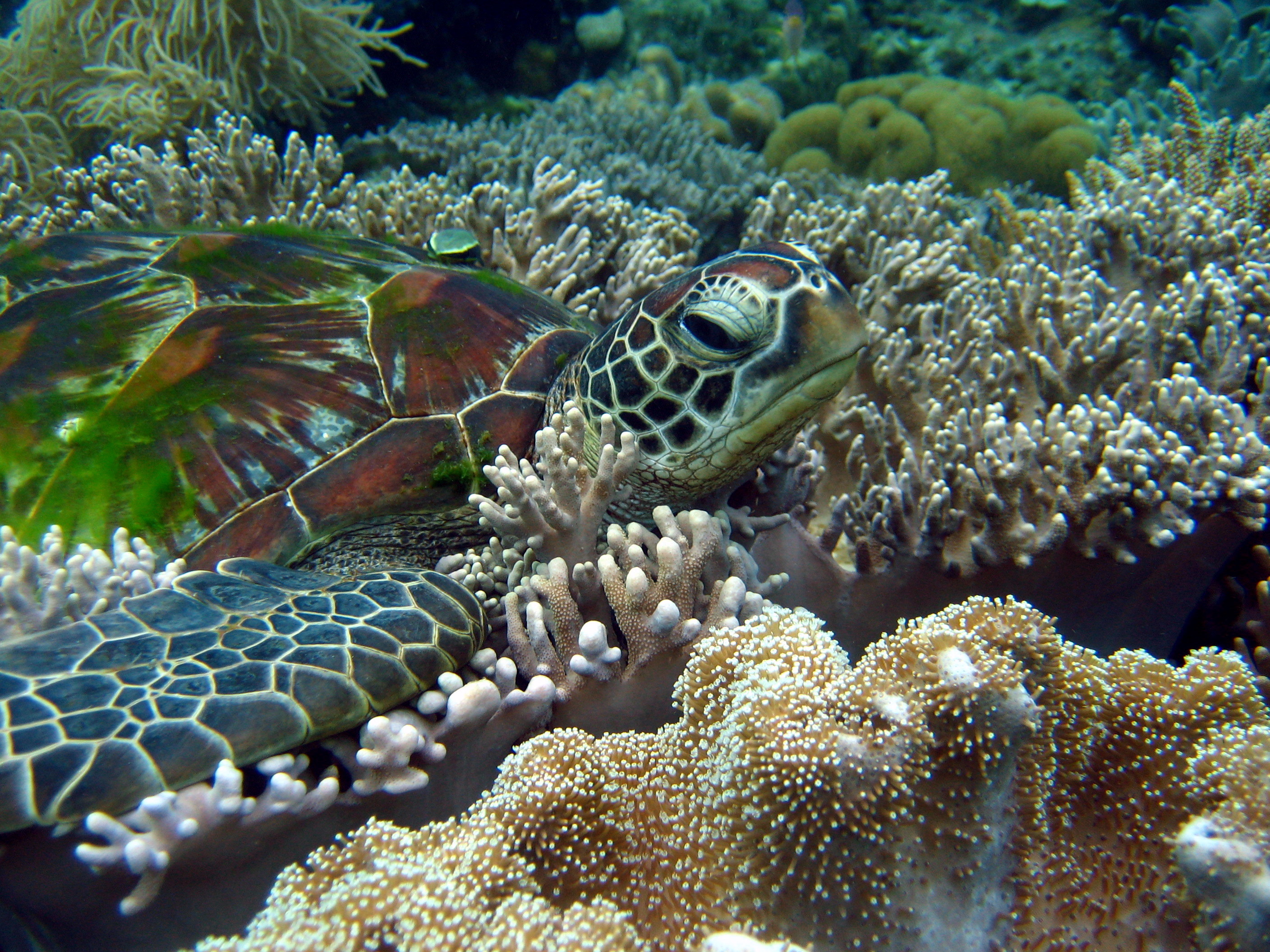 animal, sea turtle, turtles Full HD