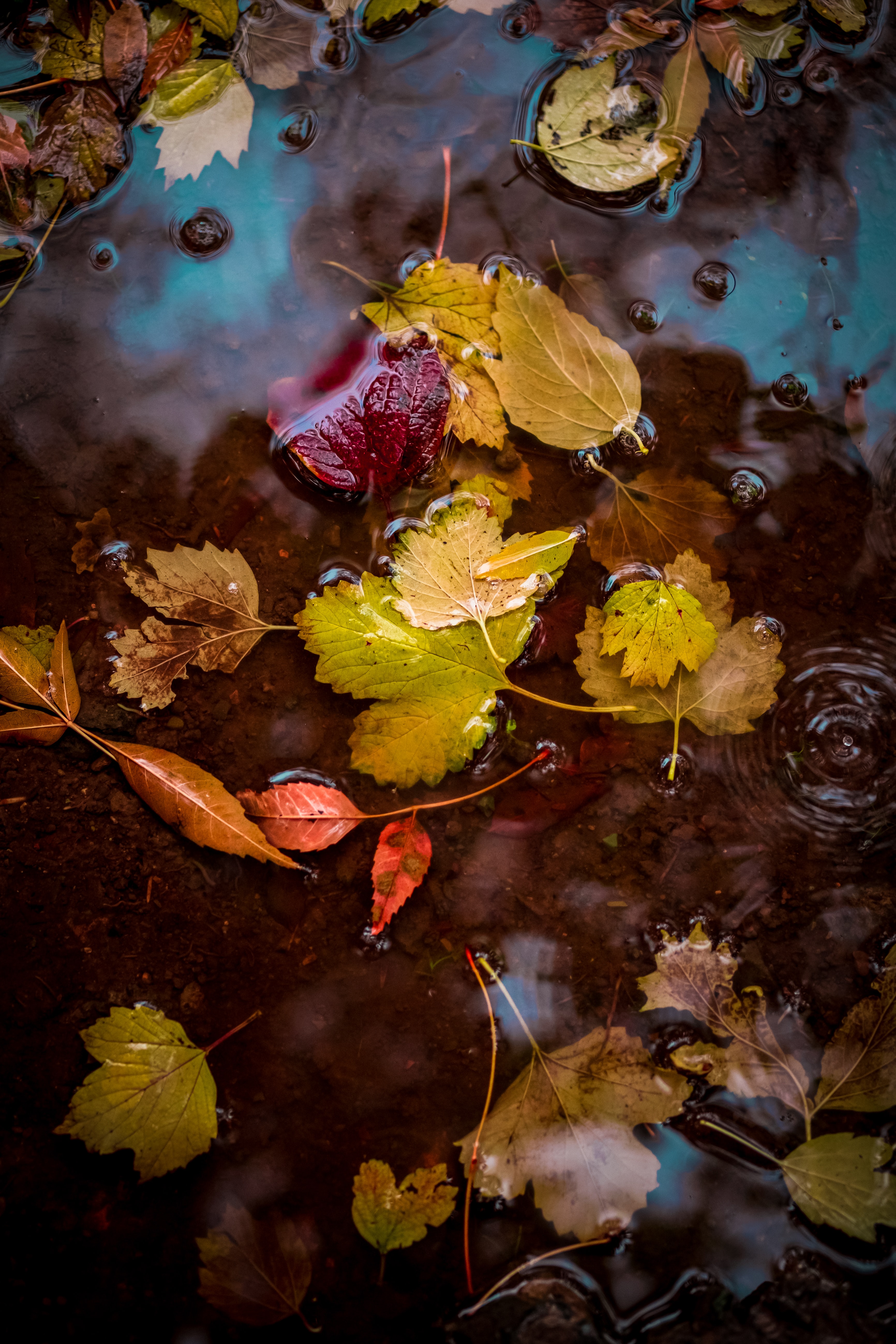 96242 завантажити картинку вода, осінь, листя, макро, макрос, калюжа, калюжу - шпалери і заставки безкоштовно