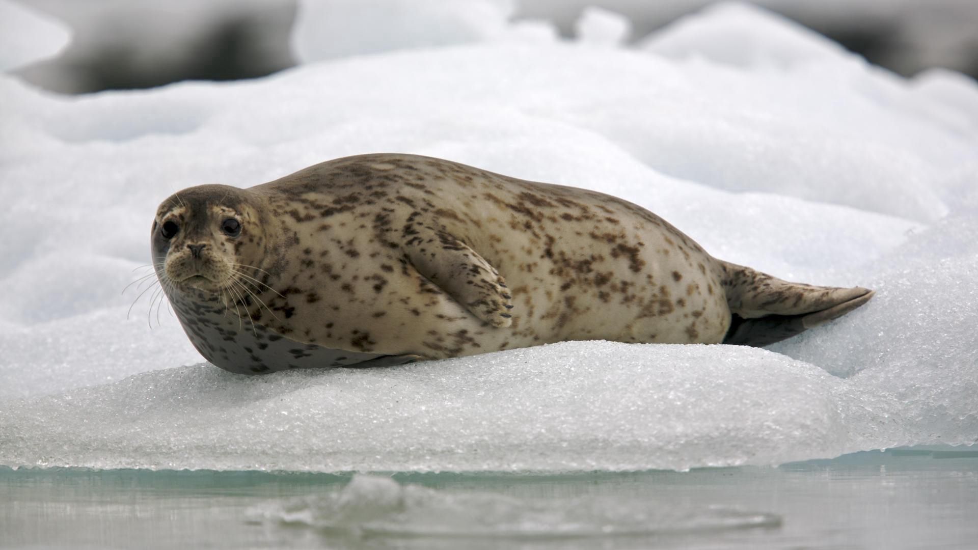 110300 скачать обои тюлень, животные, лед, снег, лежать - заставки и картинки бесплатно