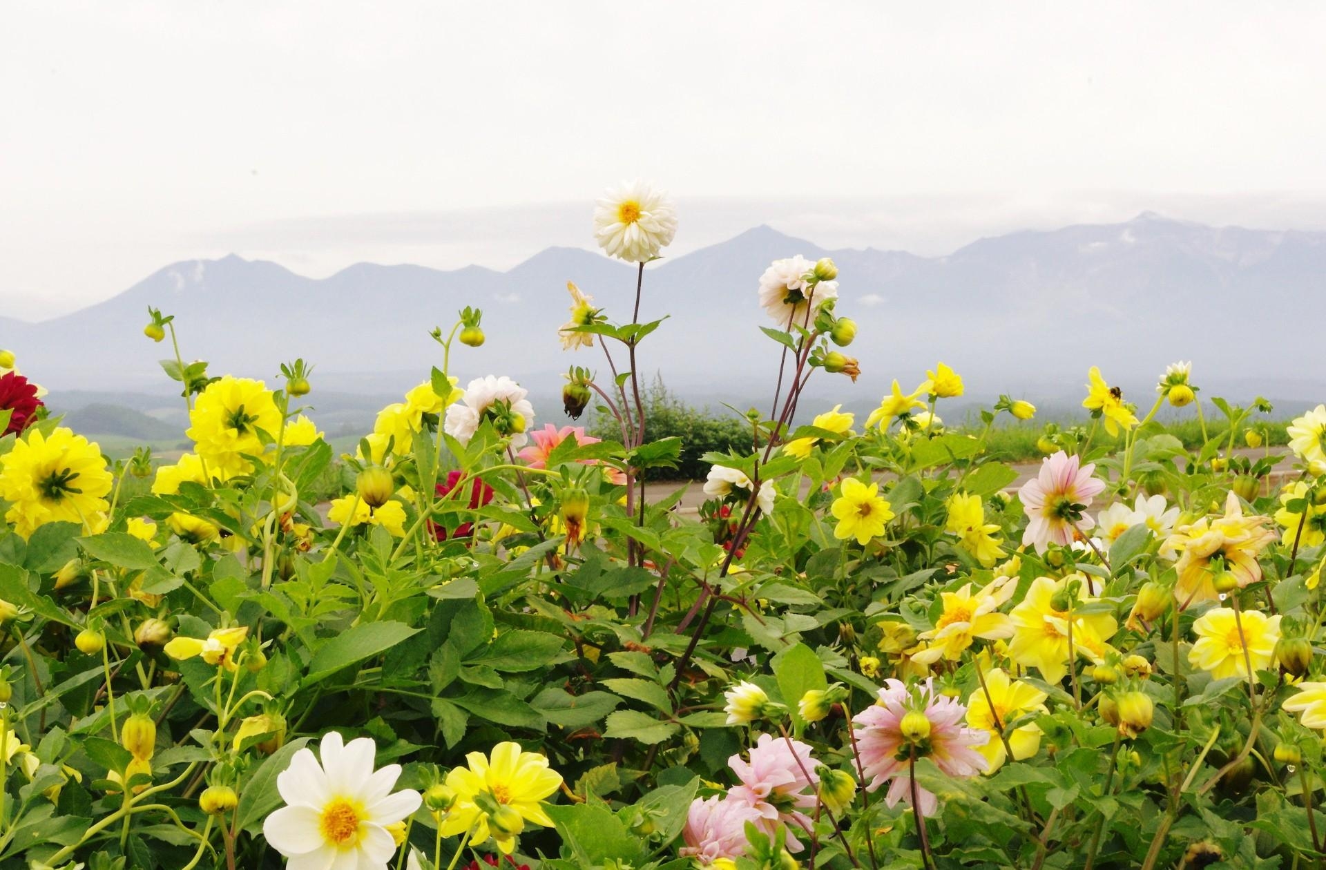 Free HD flowerbed, mountains, flowers, sky, horizon, flower bed, dahlias