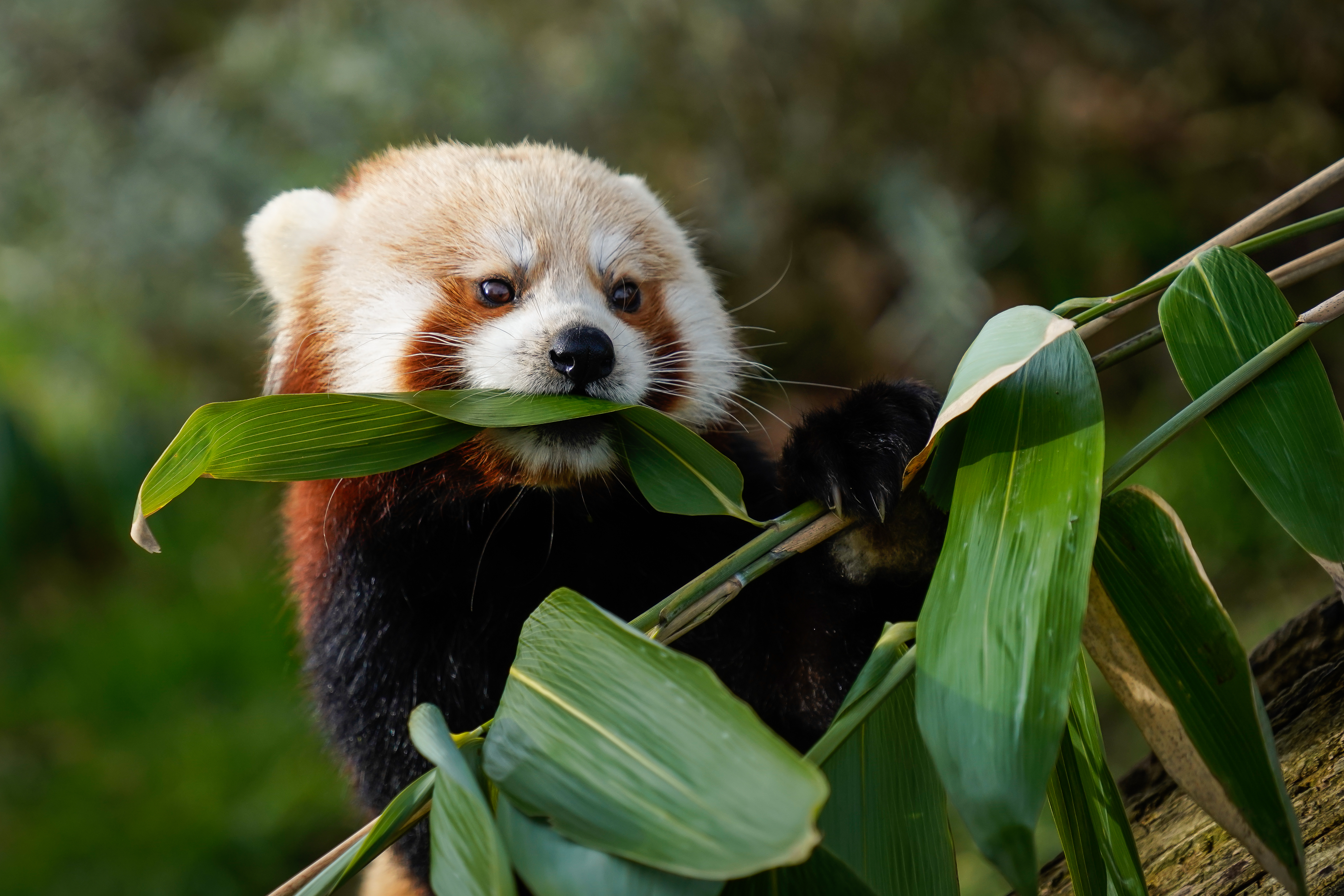 Laden Sie das Blätter, Tier, Roter Panda, Tiere-Bild kostenlos auf Ihren PC-Desktop herunter