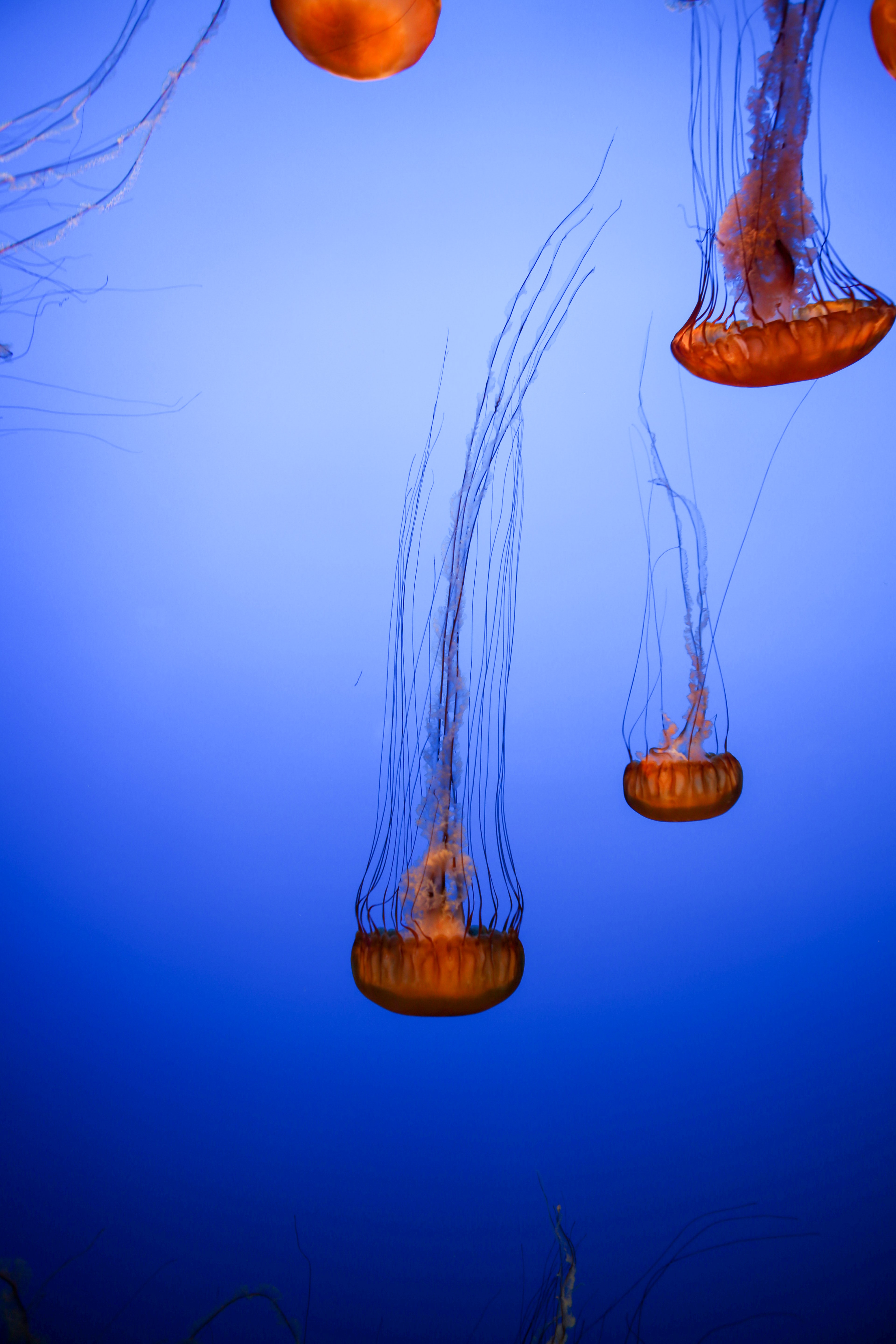 147655 Hintergrundbild herunterladen tiere, jellyfish, braun, tentakel, kreaturen, tentakeln - Bildschirmschoner und Bilder kostenlos