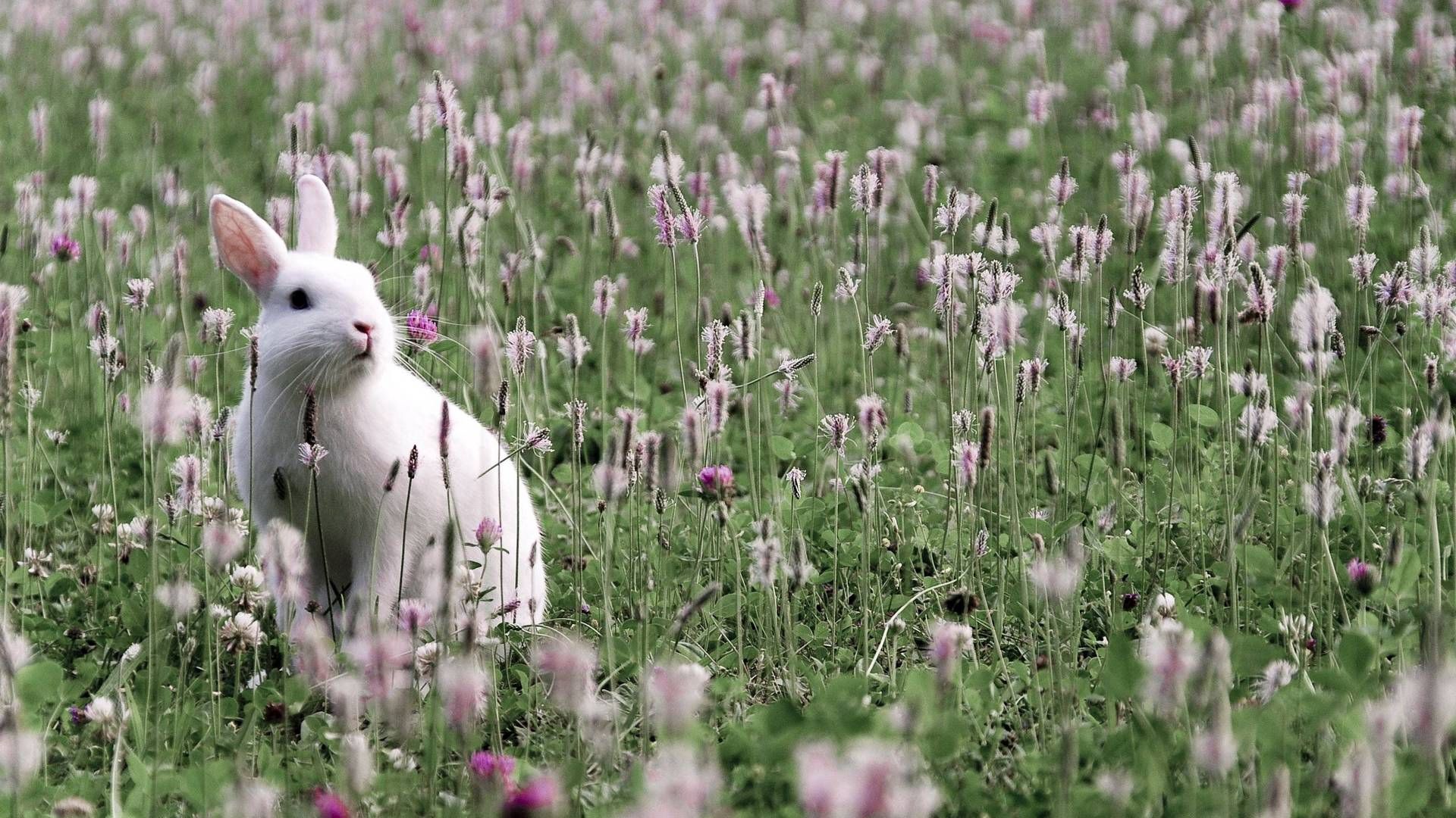 Laden Sie das Tiere, Blumen, Grass, Hase, Kaninchen-Bild kostenlos auf Ihren PC-Desktop herunter