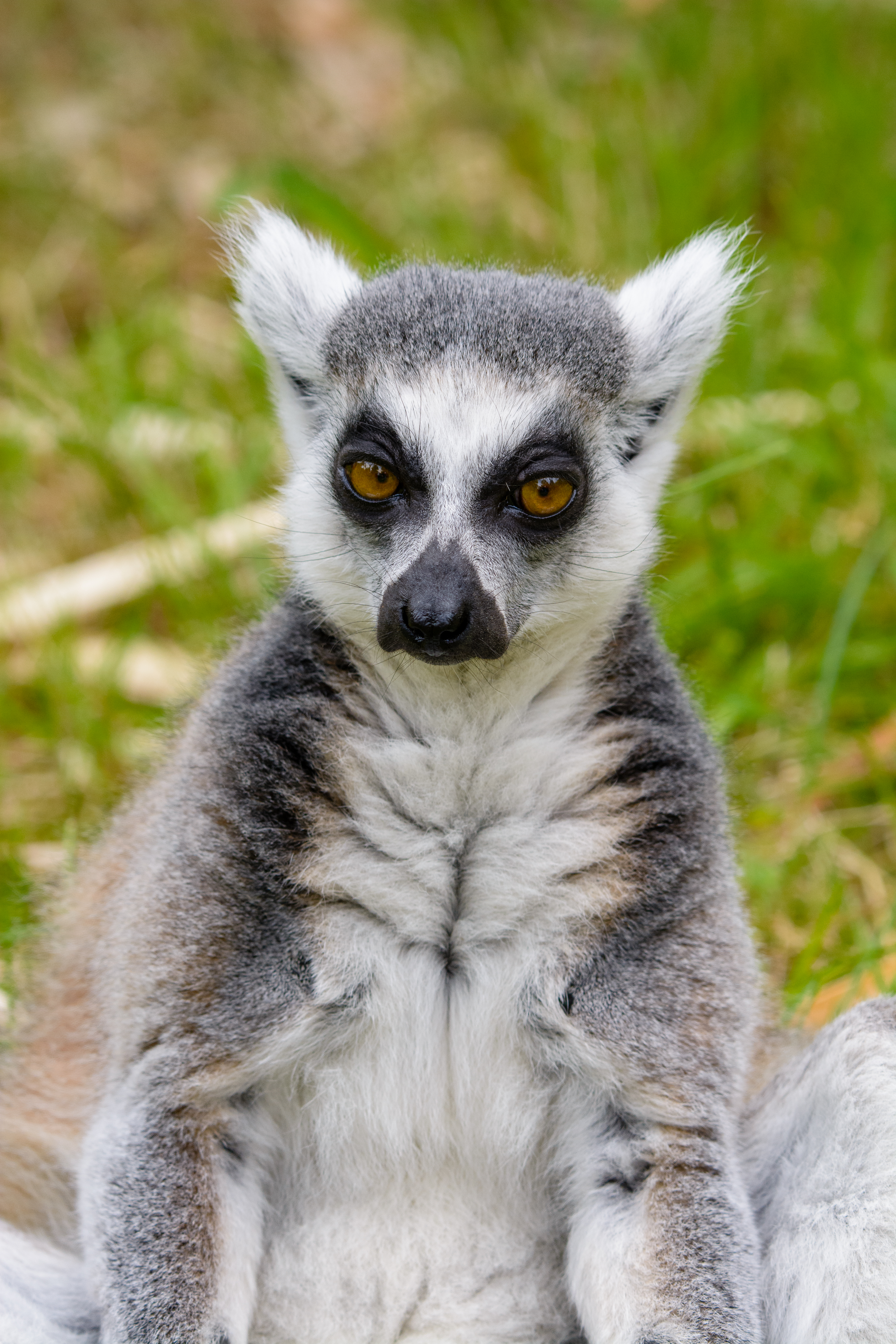 108623 Bild herunterladen tiere, sicht, meinung, lemur, nachdenklich - Hintergrundbilder und Bildschirmschoner kostenlos