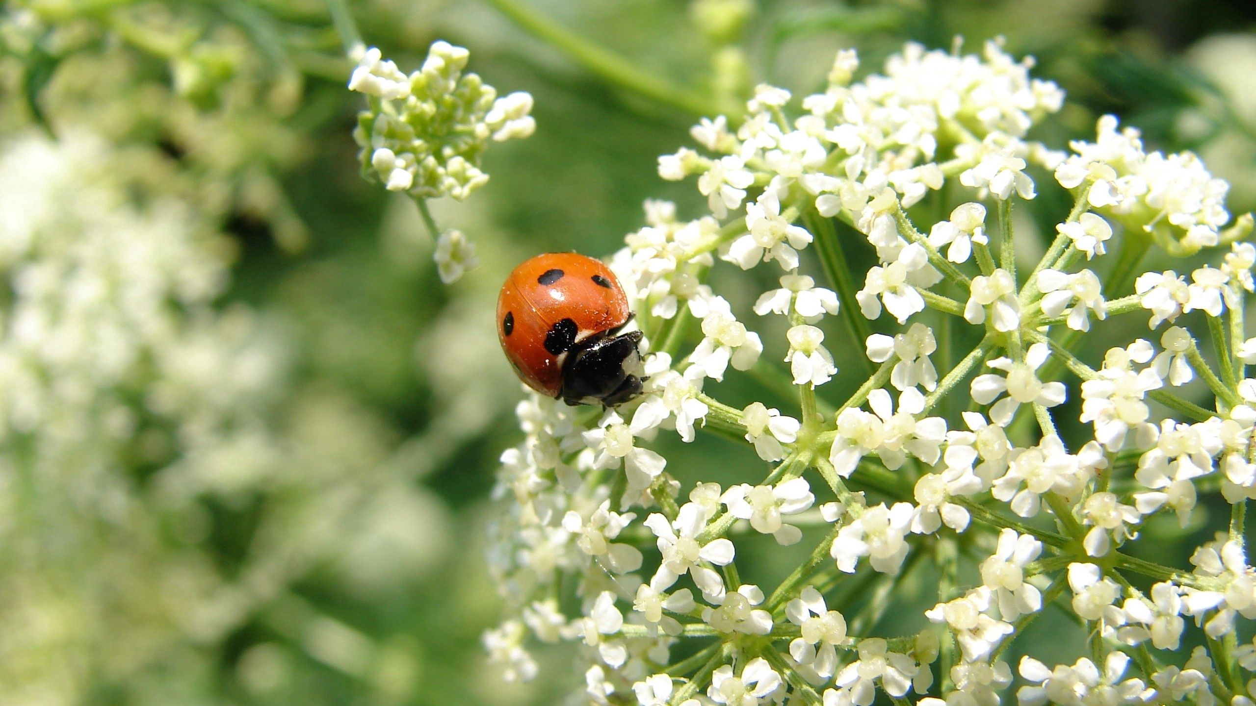 flower, macro, light, light coloured, ladybug, ladybird desktop HD wallpaper