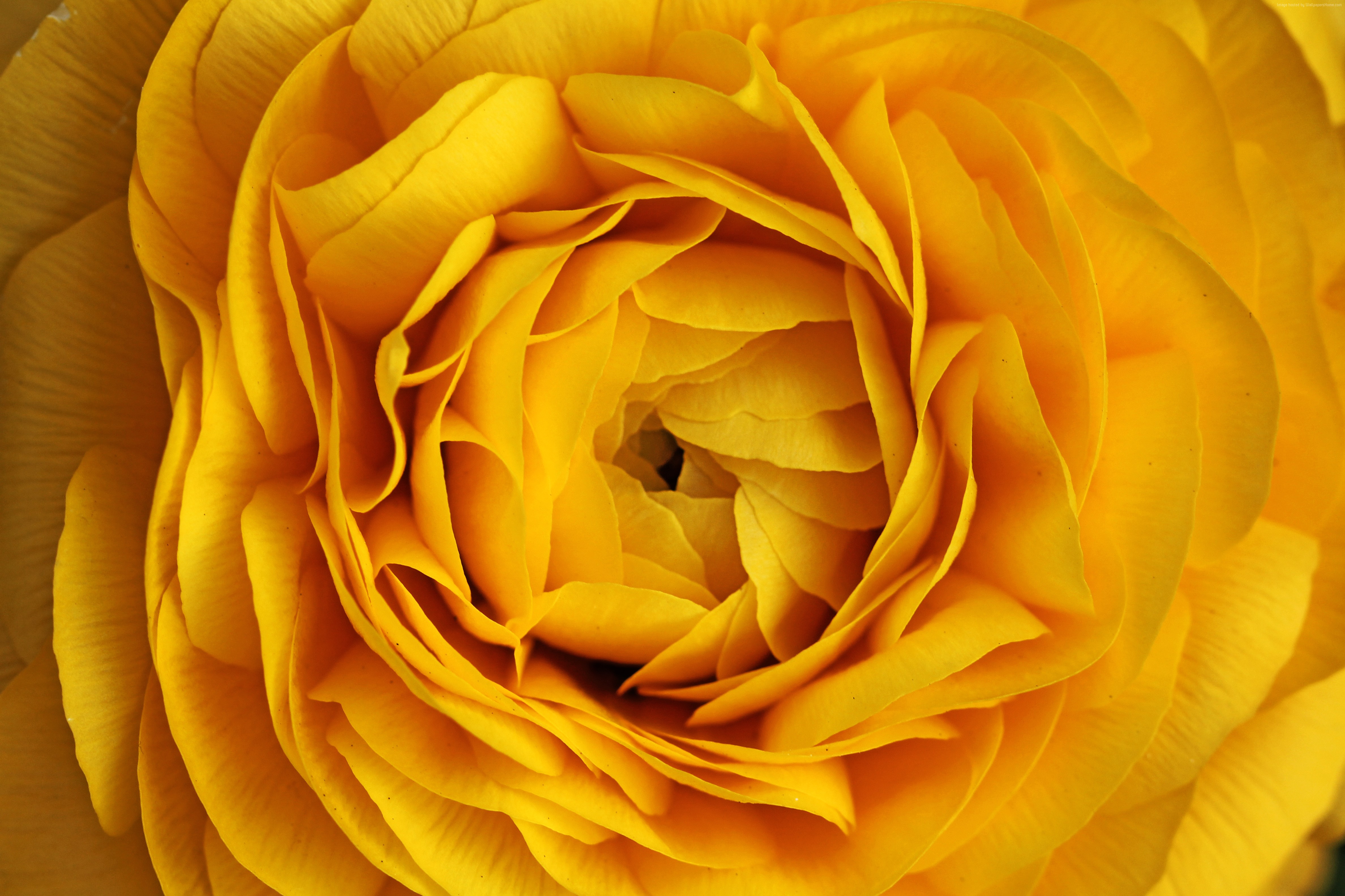 378445壁紙のダウンロード地球, 薔薇, 閉じる, 花, 自然, 黄色い花, 黄色いバラ, フラワーズ-スクリーンセーバーと写真を無料で