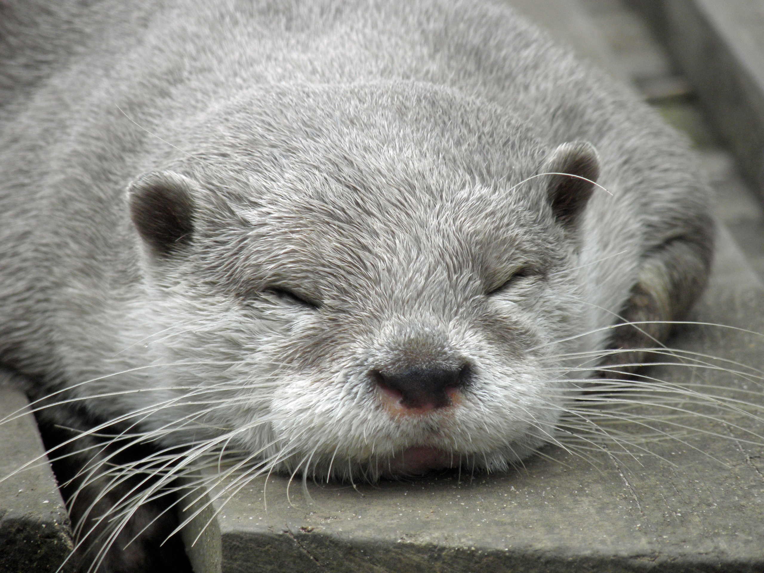 Download mobile wallpaper Otter, Sleep, Animals, Muzzle, Dream for free.