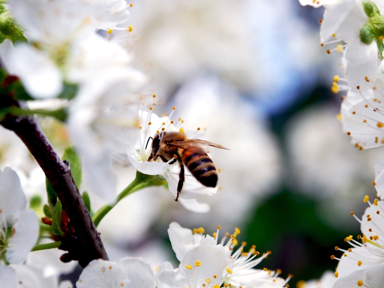 44318 завантажити шпалери бджоли, комахи, сірий - заставки і картинки безкоштовно