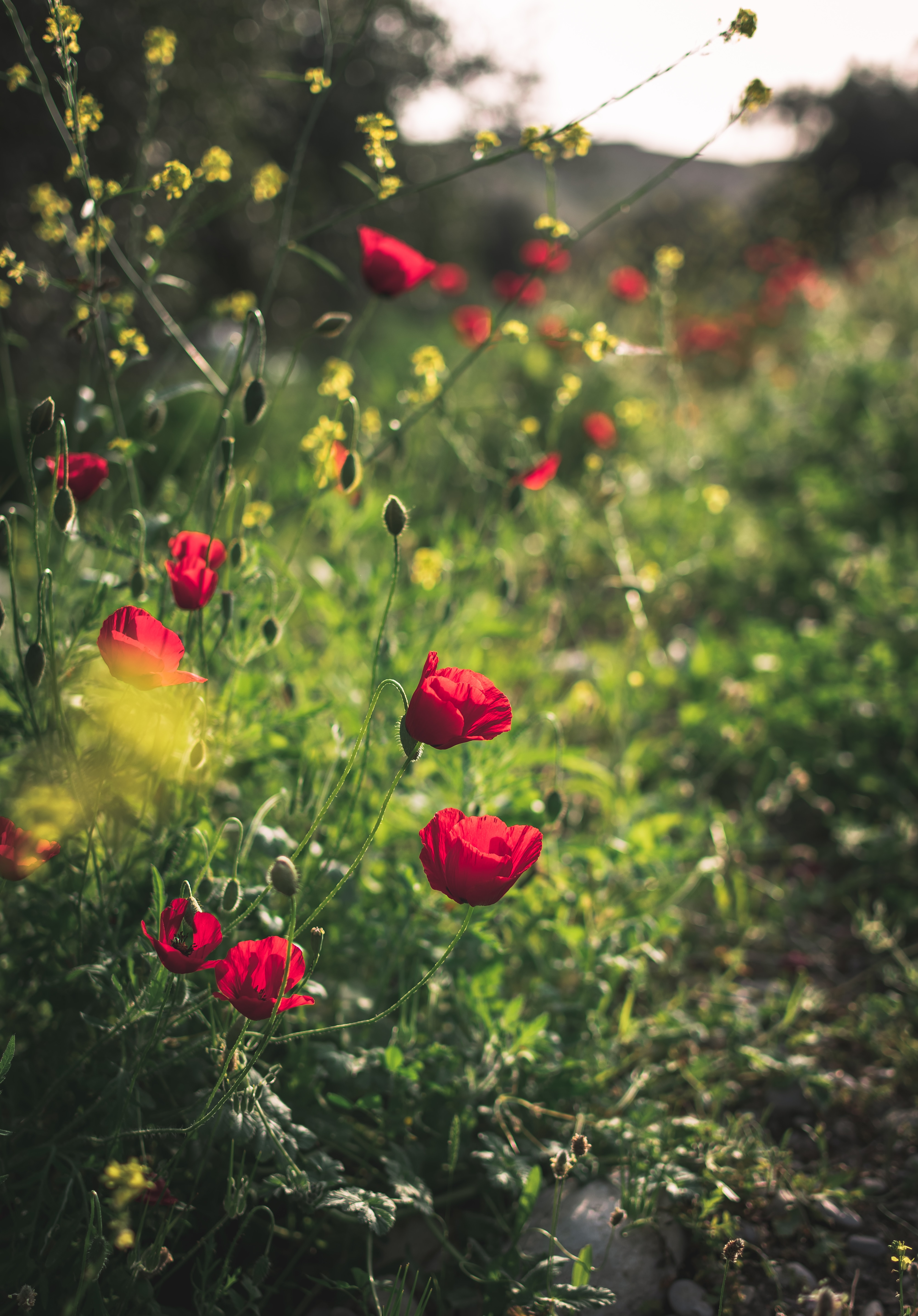 Download mobile wallpaper Flowers, Flowering, Bloom, Plant, Poppies for free.