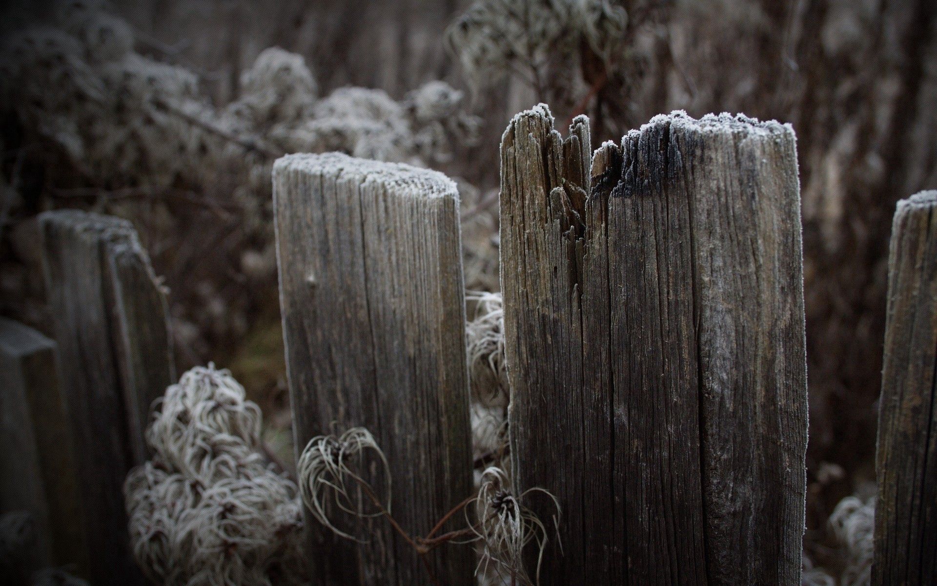 Download mobile wallpaper Fence, Frost, Hoarfrost, Grass, Planks, Board, Nature for free.
