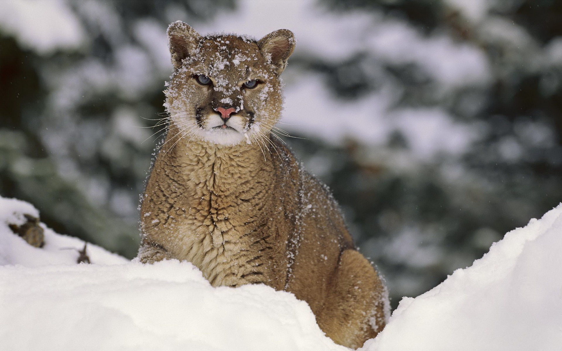 animal, cougar, montana, cats wallpapers for tablet