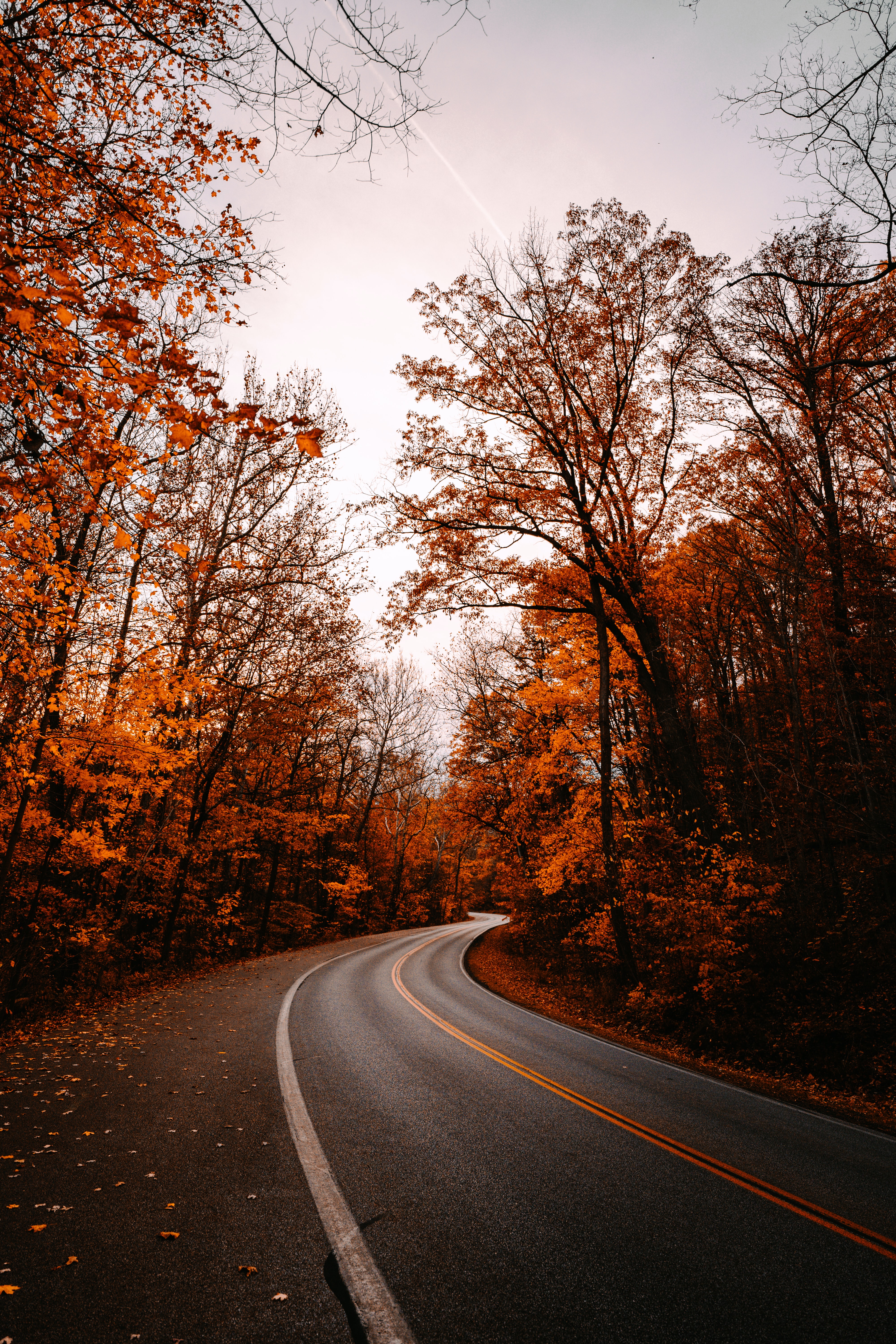 Mobile wallpaper autumn, turn, fallen foliage, trees, nature, road, fallen leaves