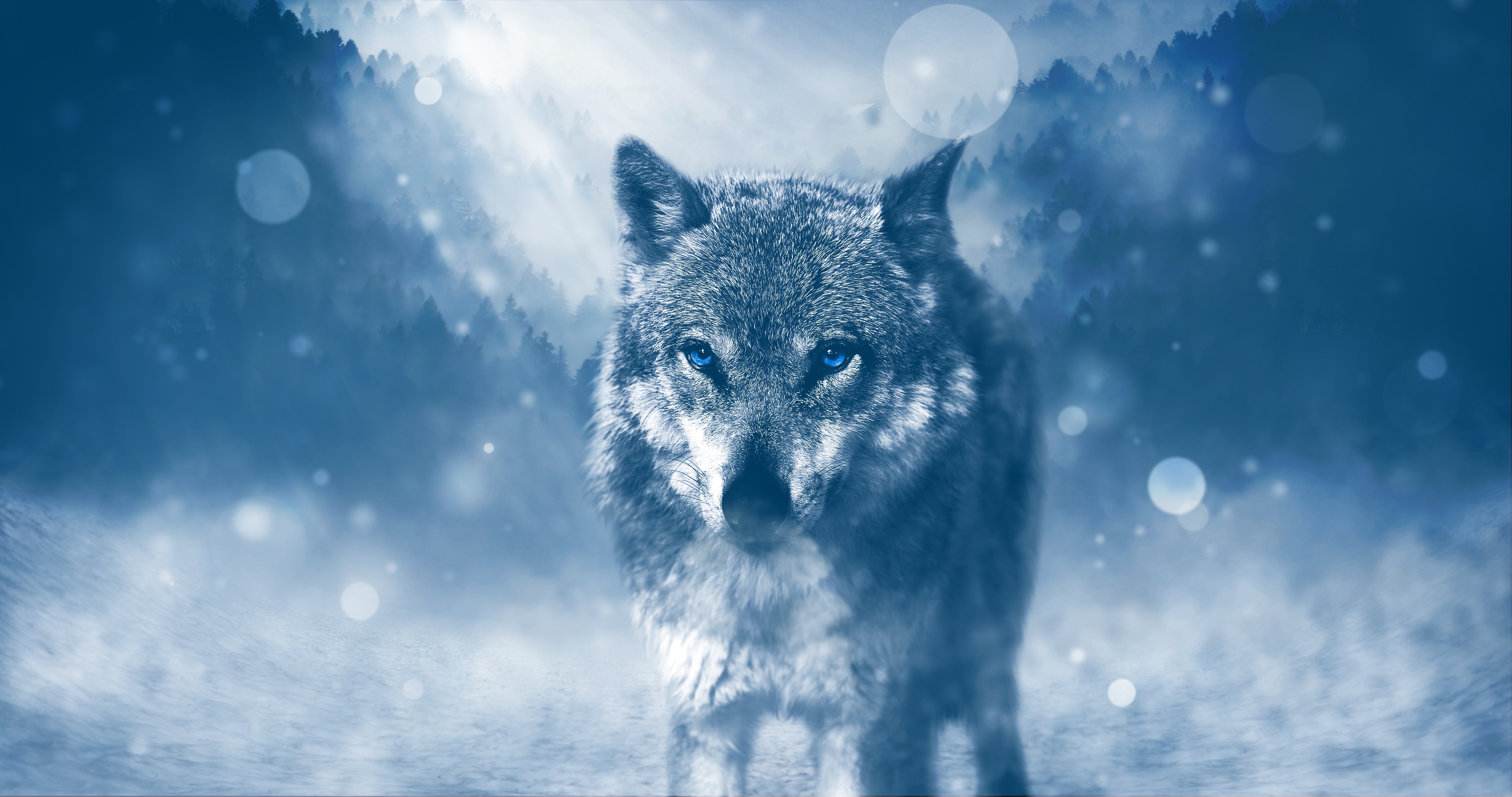 401356 Hintergrundbild herunterladen blau, wolf, tiere, blaue augen, bokeh, wolves - Bildschirmschoner und Bilder kostenlos