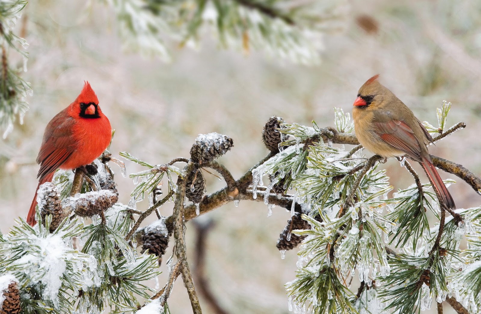 winter, animal, northern cardinal, bird, branch, cardinal, pine, birds 5K