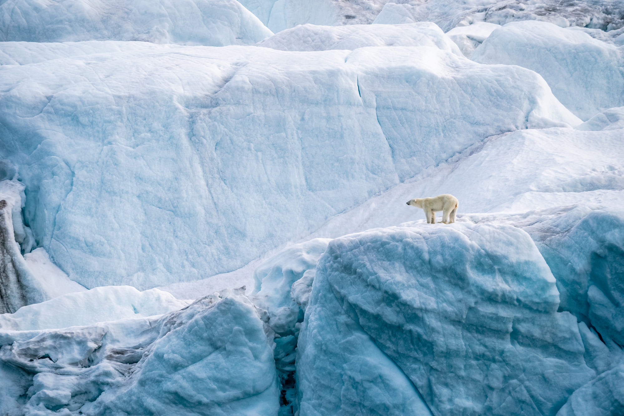 Белый медведь на леднике