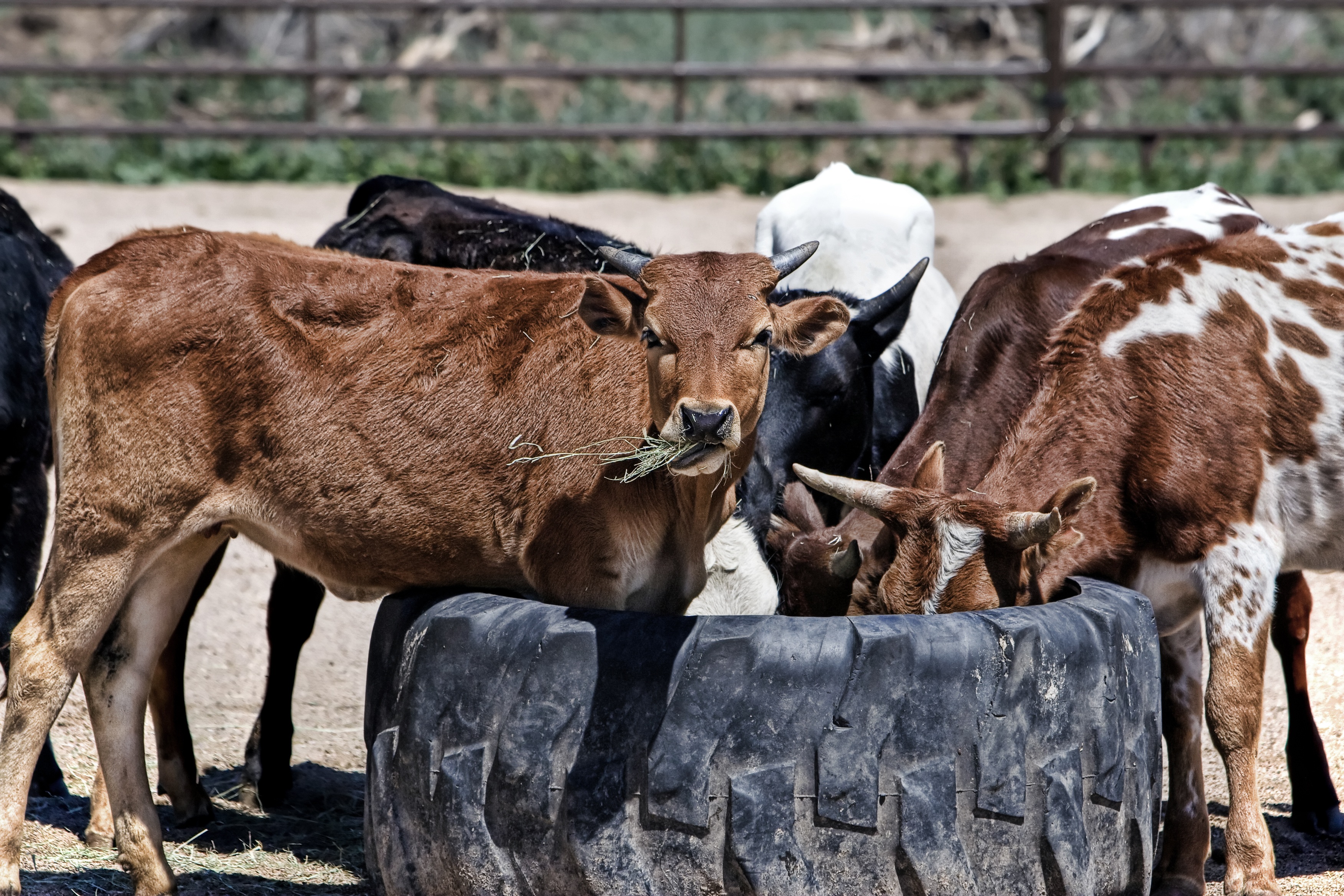 97447 скачать обои коровы, телята, еда, животные, трава - заставки и картинки бесплатно