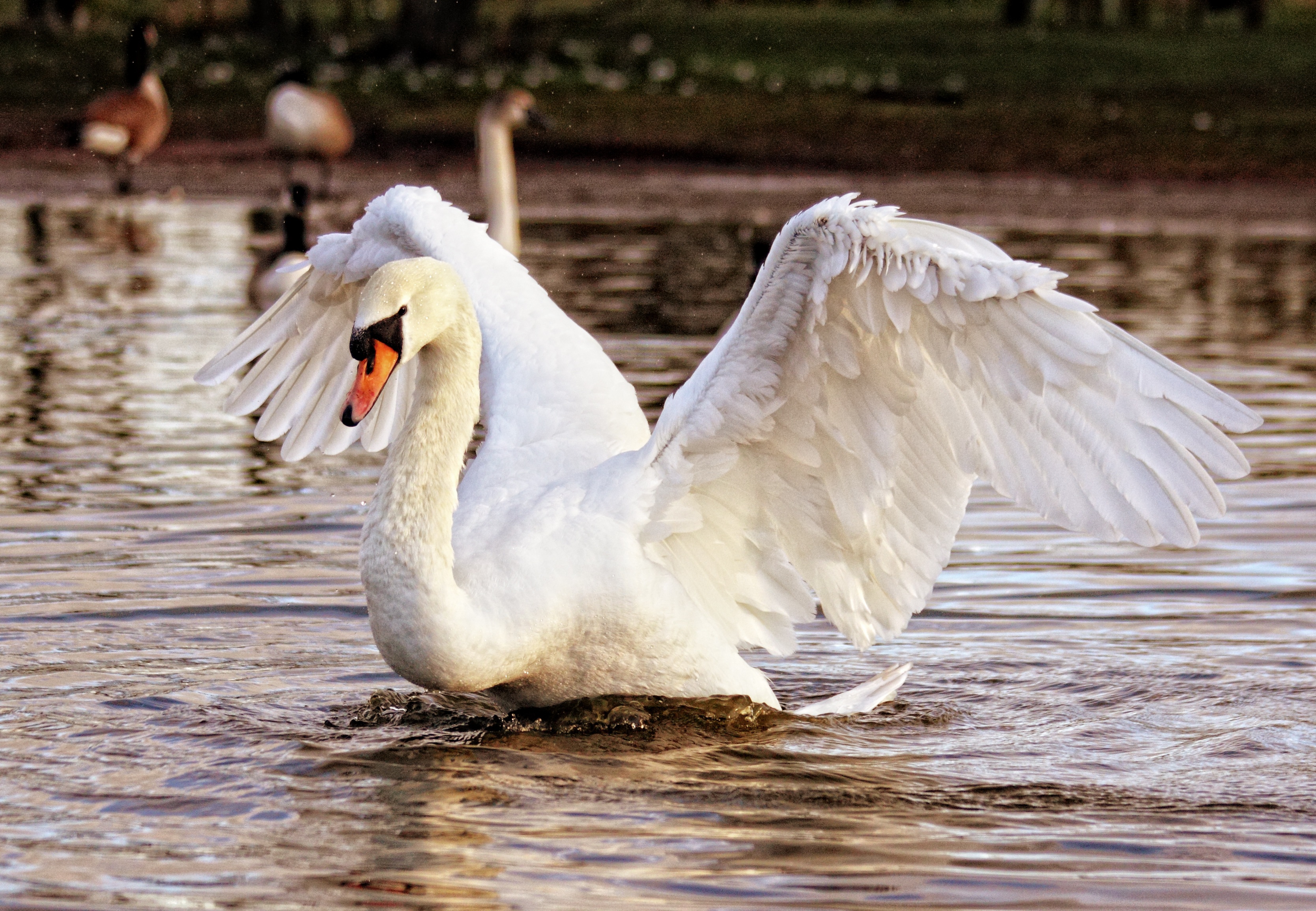 Download mobile wallpaper Swan, Animals, Wave, Sweep, Water, Bird for free.