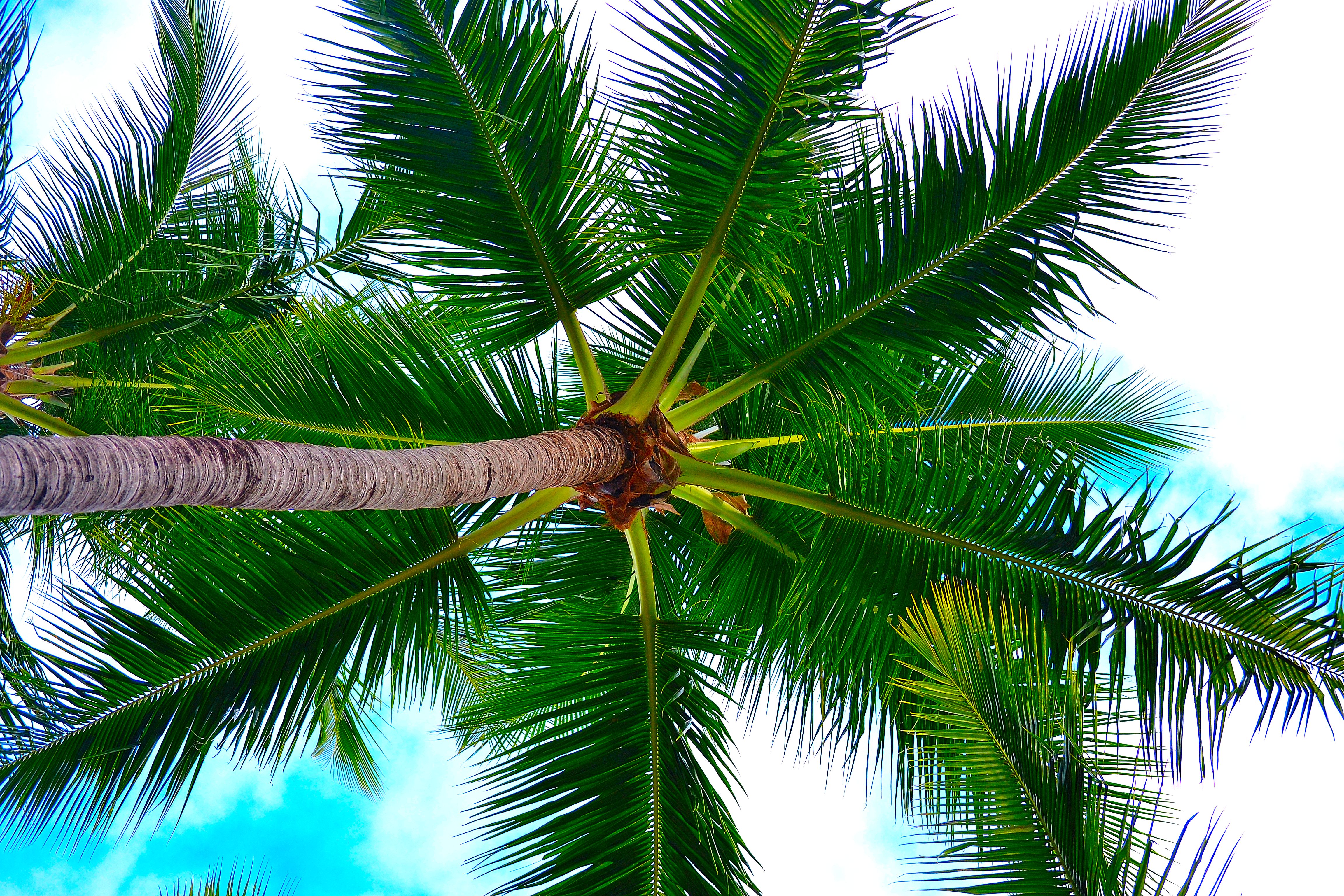tree, wood, nature, sky, palm, branches for android