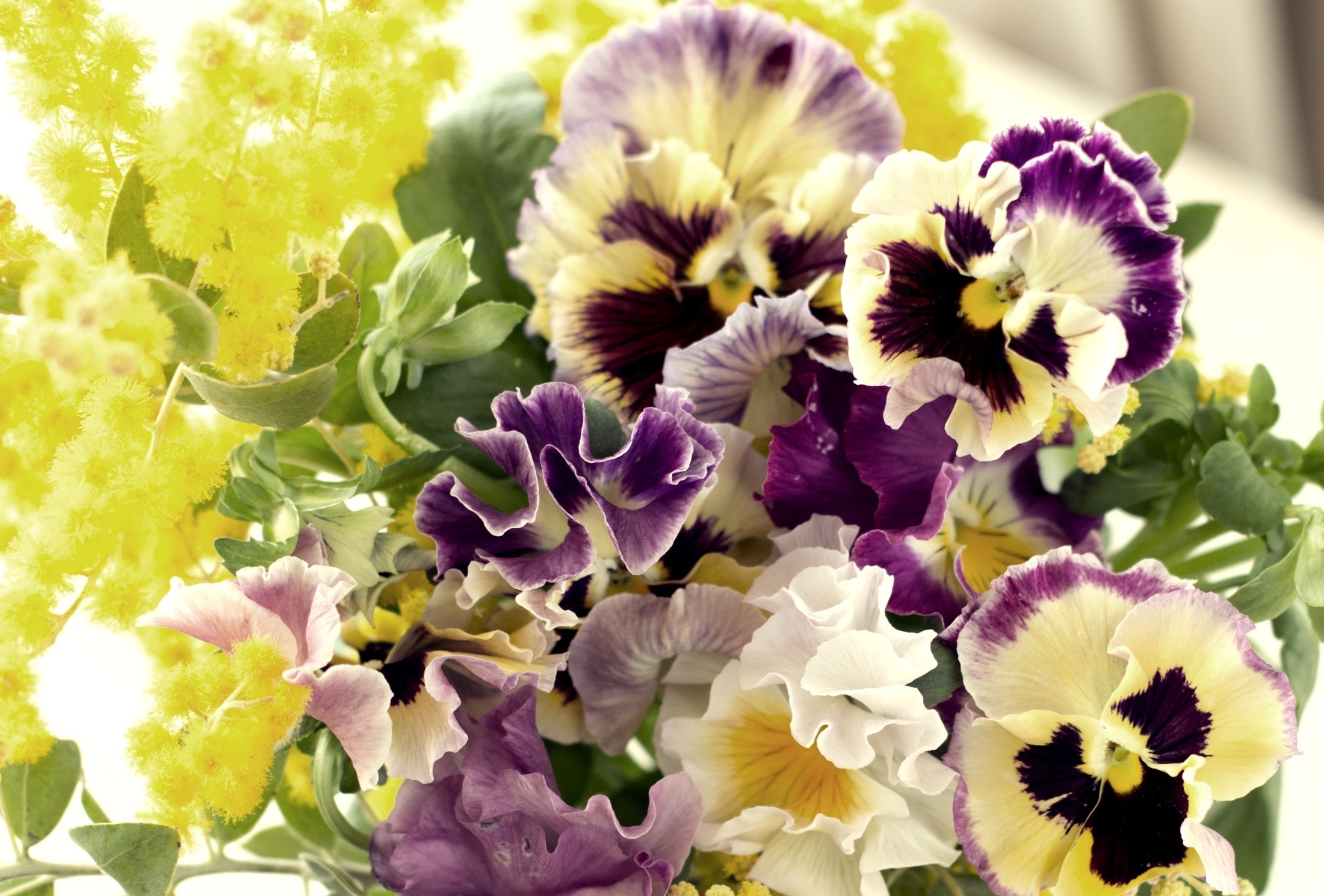 301107 免費下載壁紙 自然, 三色堇, 花, 花卉 屏保和圖片