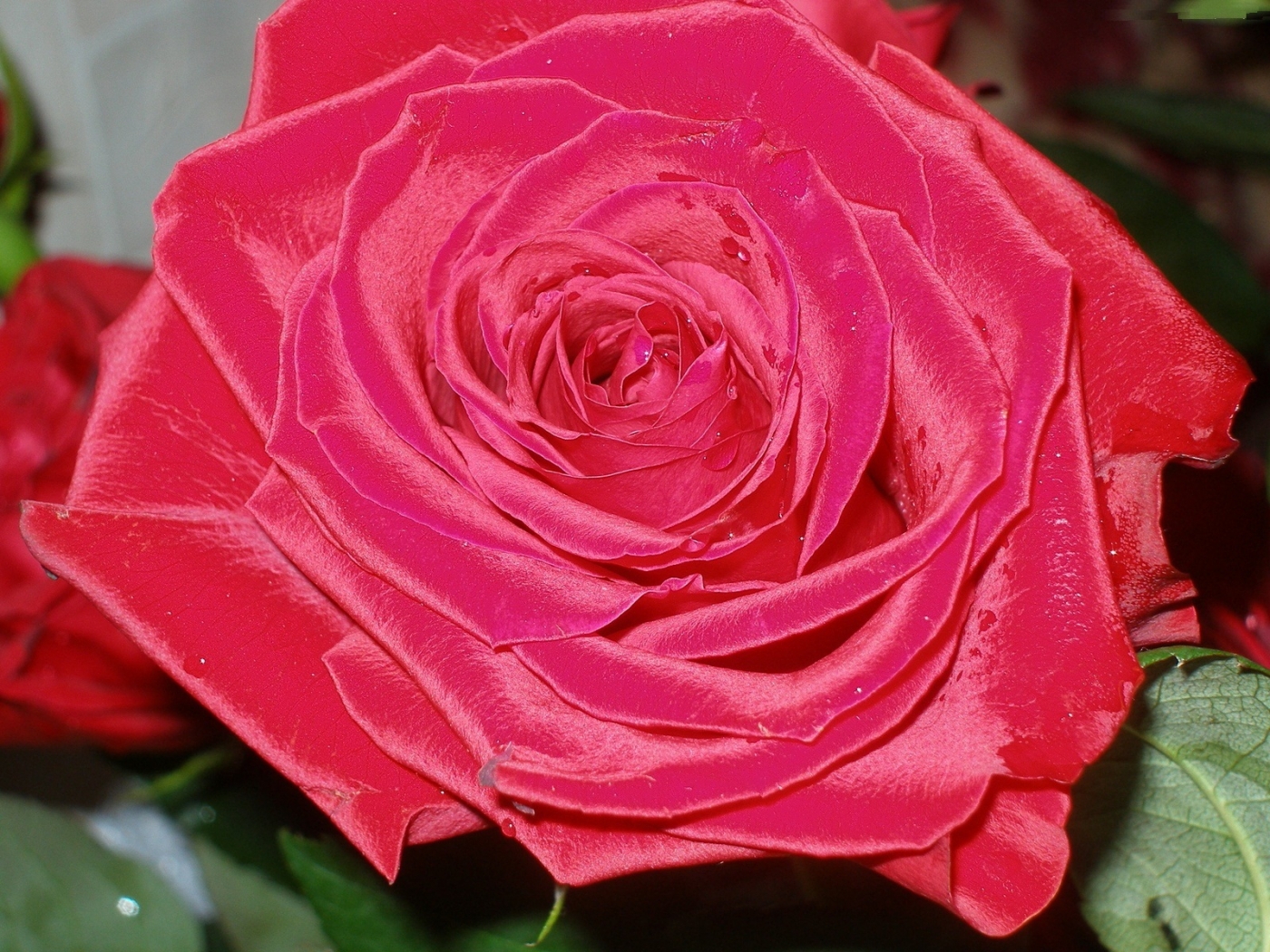 Mira Pink роза