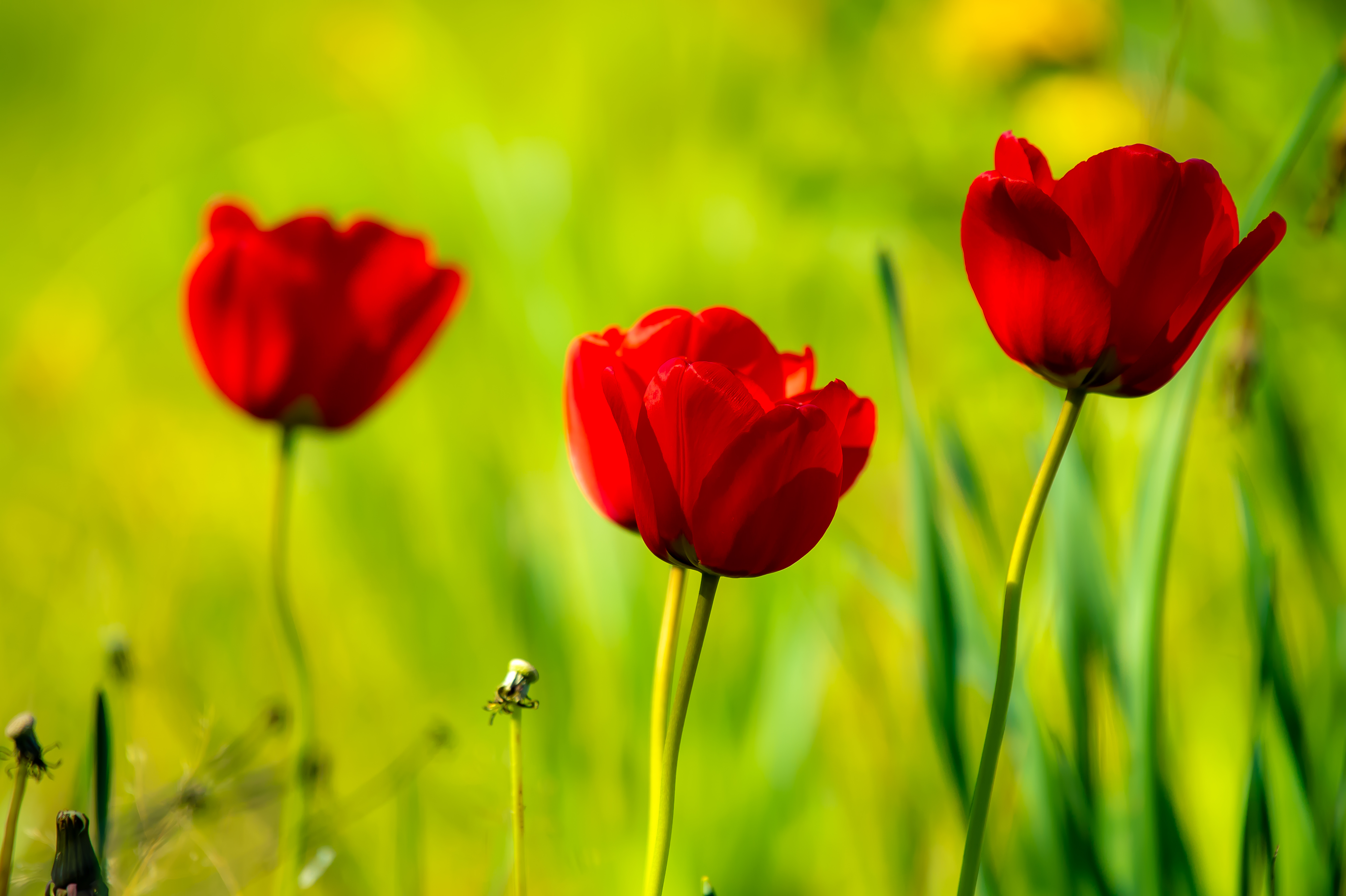 Природа полдень солнце красные тюльпаны