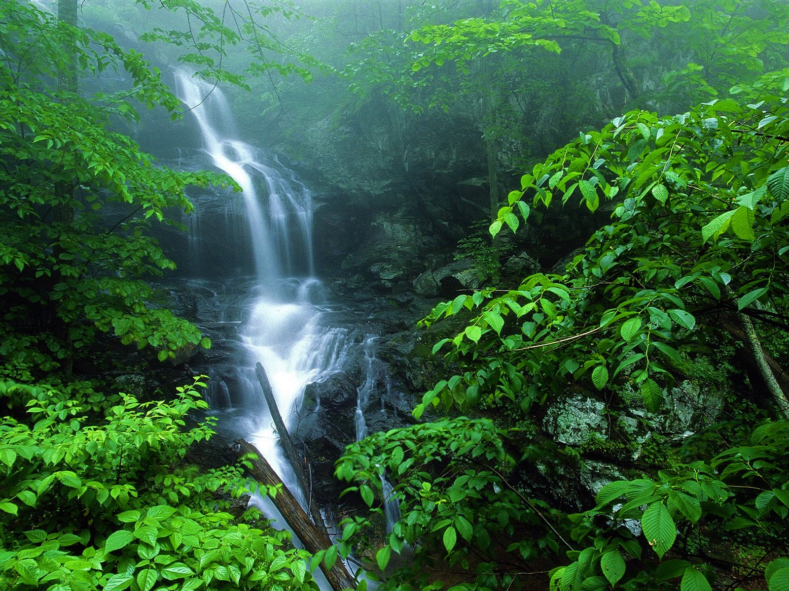 Зеленые джунгли водопад