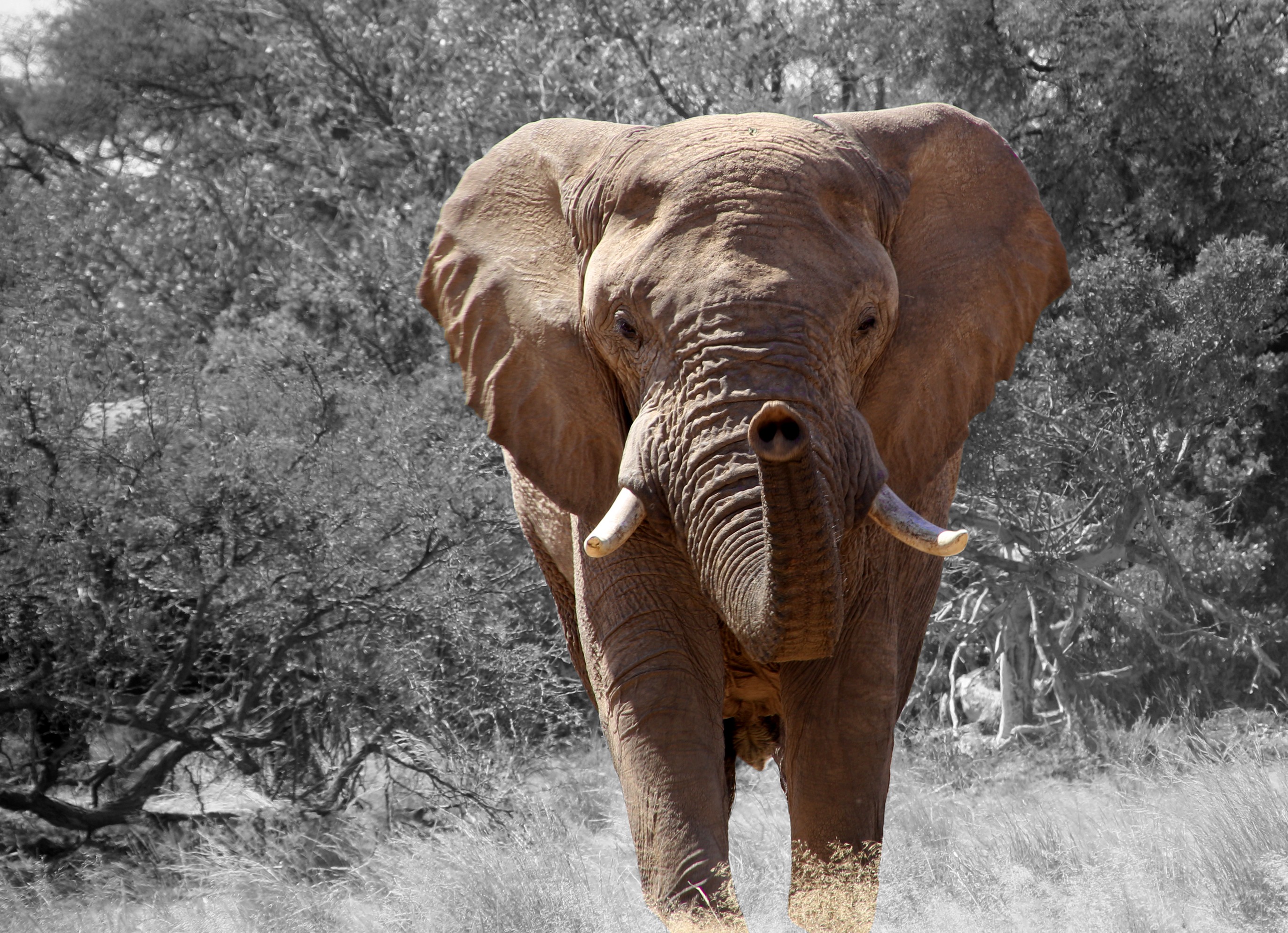 Человек сильнее животных. Хобот африканского слона. Отряд хоботные что такое хобот. Хобот и бивни слона. Африканский слон хобот вверх.