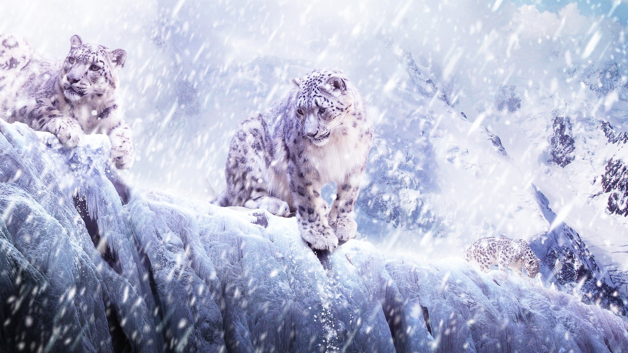 snow leopard, blue, animals Full HD