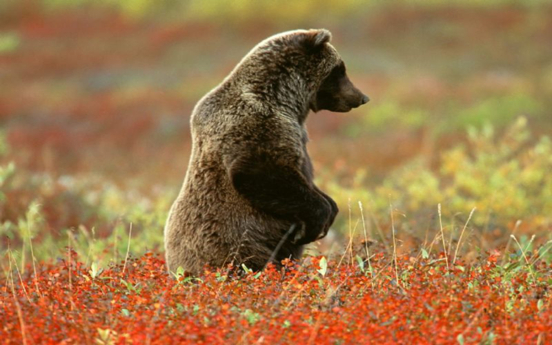 313515 Bild herunterladen tiere, grizzlybär, alaska, denali nationalpark, grizzly, bären - Hintergrundbilder und Bildschirmschoner kostenlos