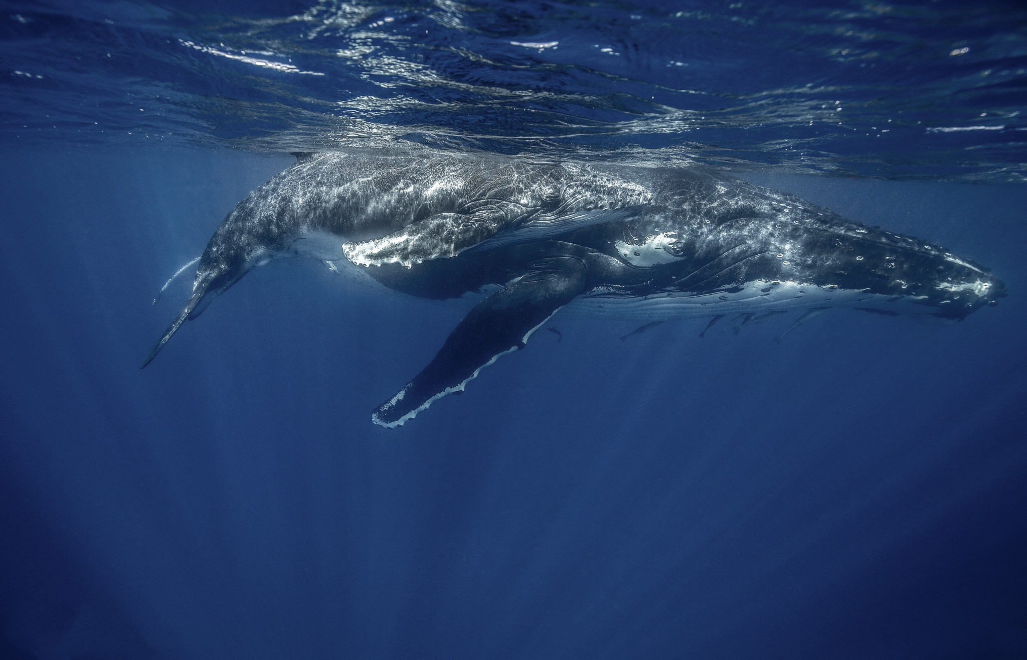 animal, whale, humpback whale, sea life, underwater