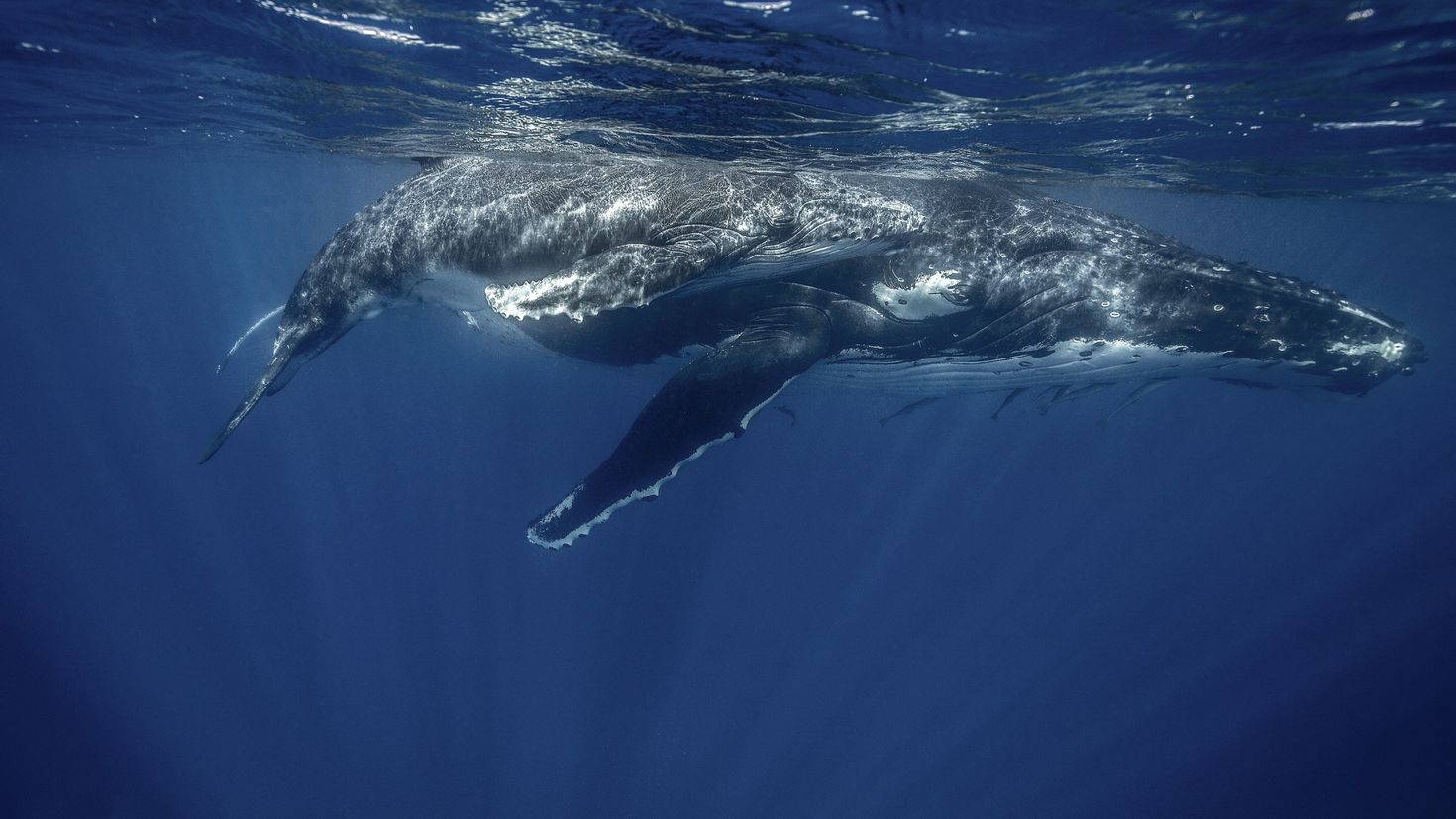 Whales water. Горбатый кит и Кашалот. Китообразные в океане. Фон киты. Фон кит в океане.