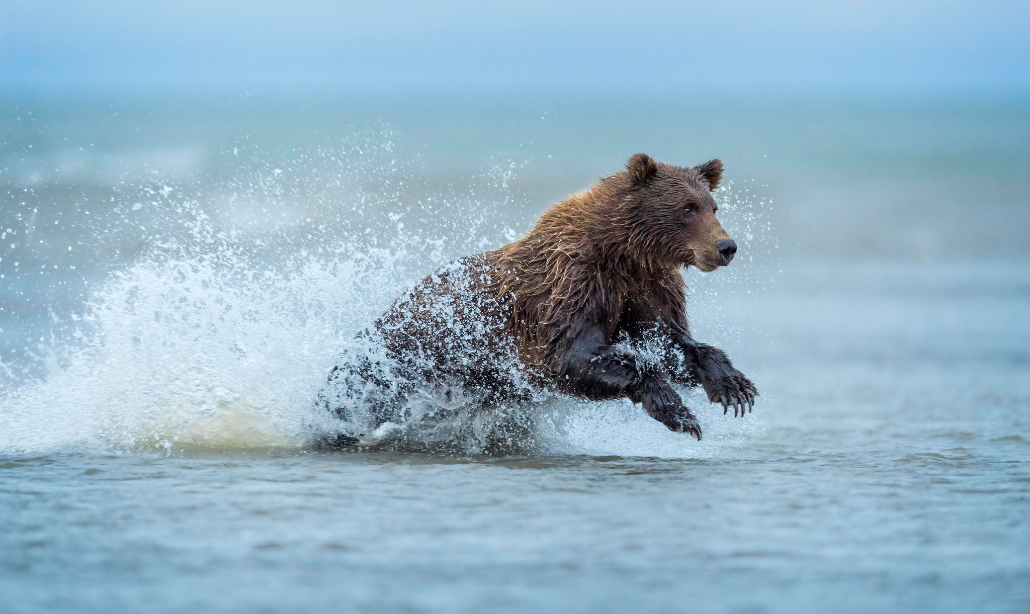 Медведь Гризли на Аляске