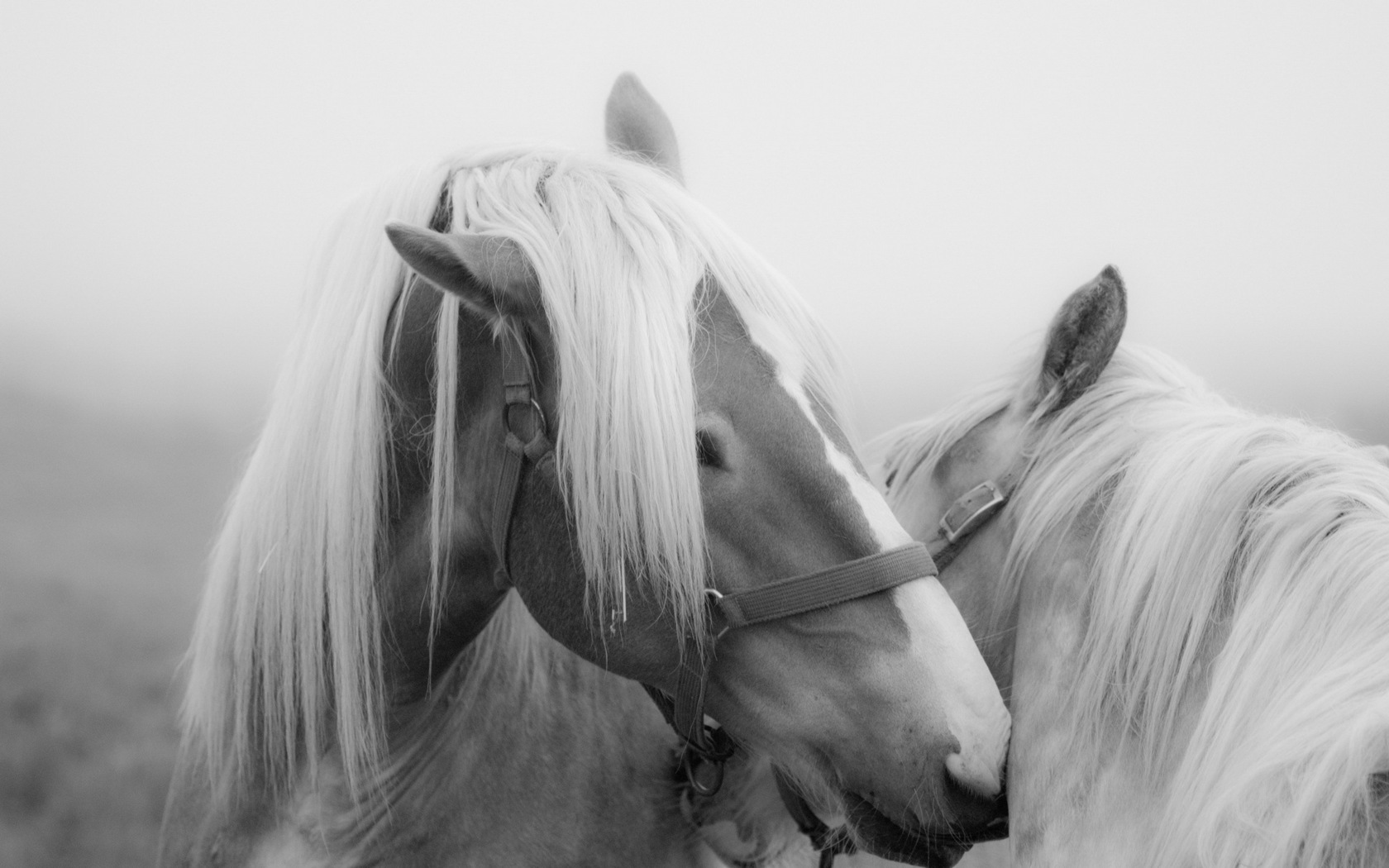 Horses  8k Backgrounds
