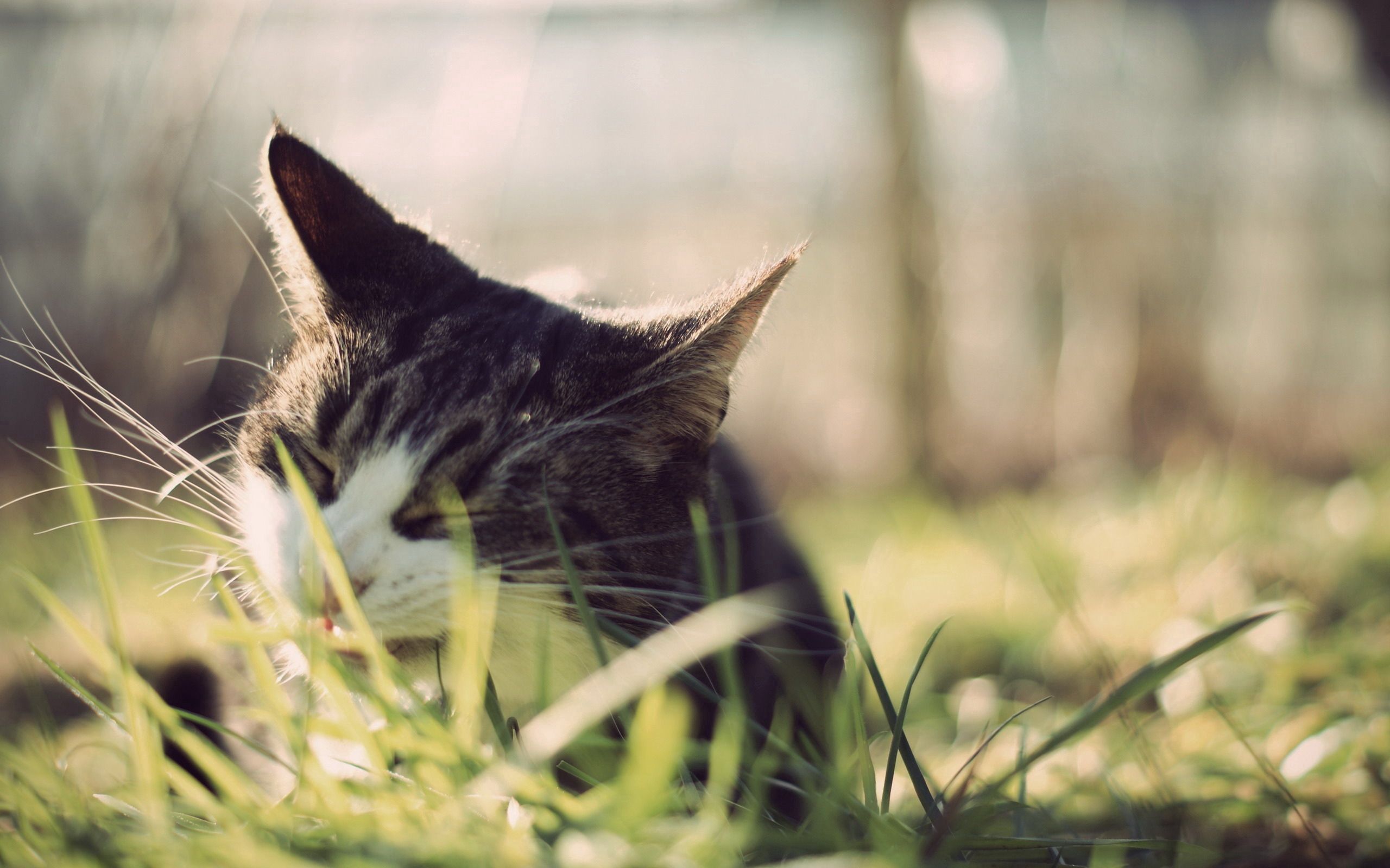 animals, grass, cat, muzzle, peek out, look out cell phone wallpapers