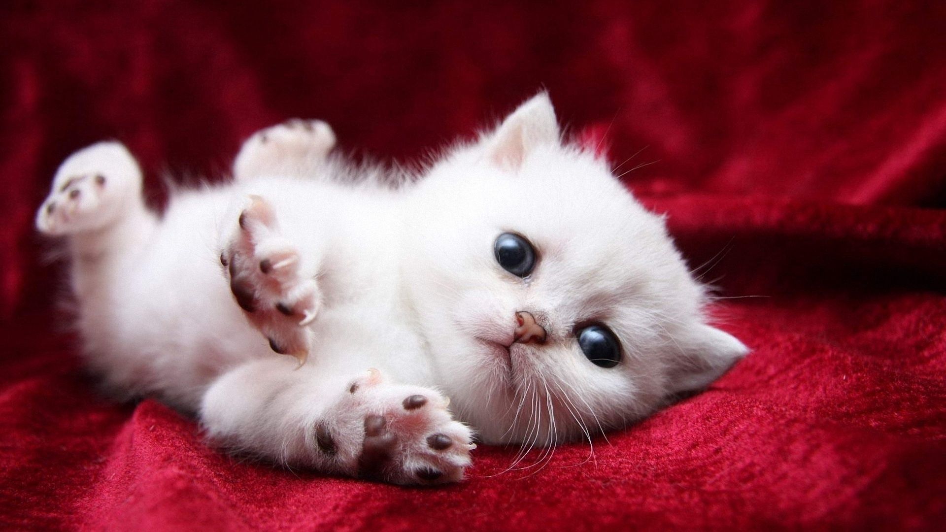 kitty, white, animals, kitten, beautiful phone wallpaper