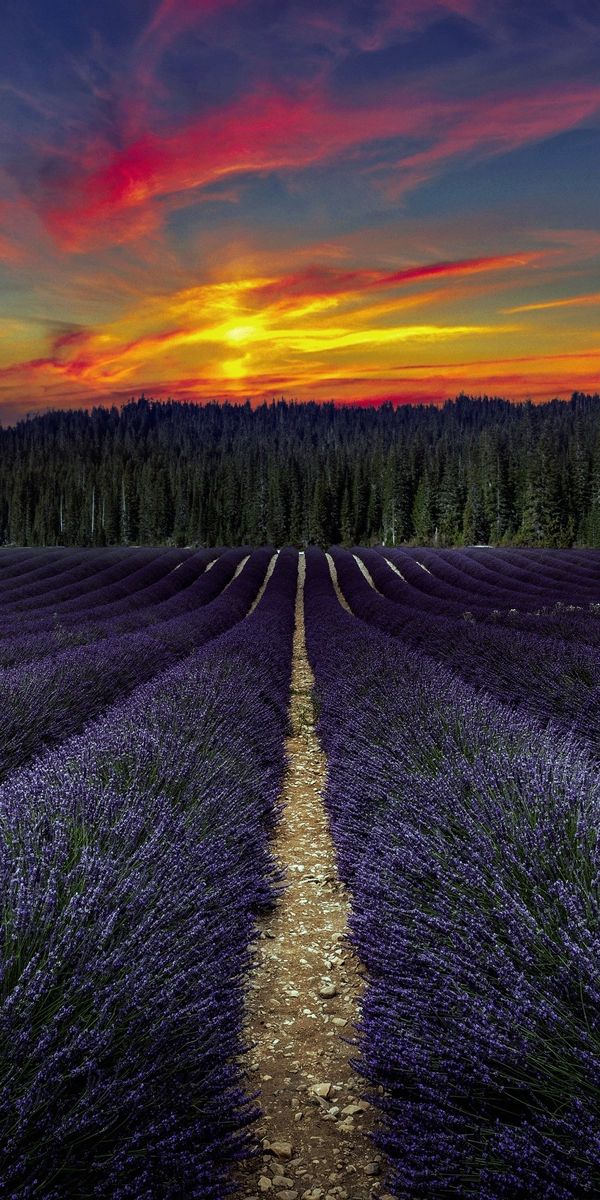 Hot field. Лавандовое поле. Лавандовое поле на закате. Сказочное поле. Радуга в лавандовом поле.