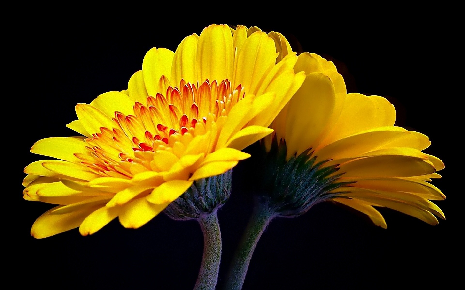 296170 descargar imagen tierra/naturaleza, gerberas, flor, flores: fondos de pantalla y protectores de pantalla gratis