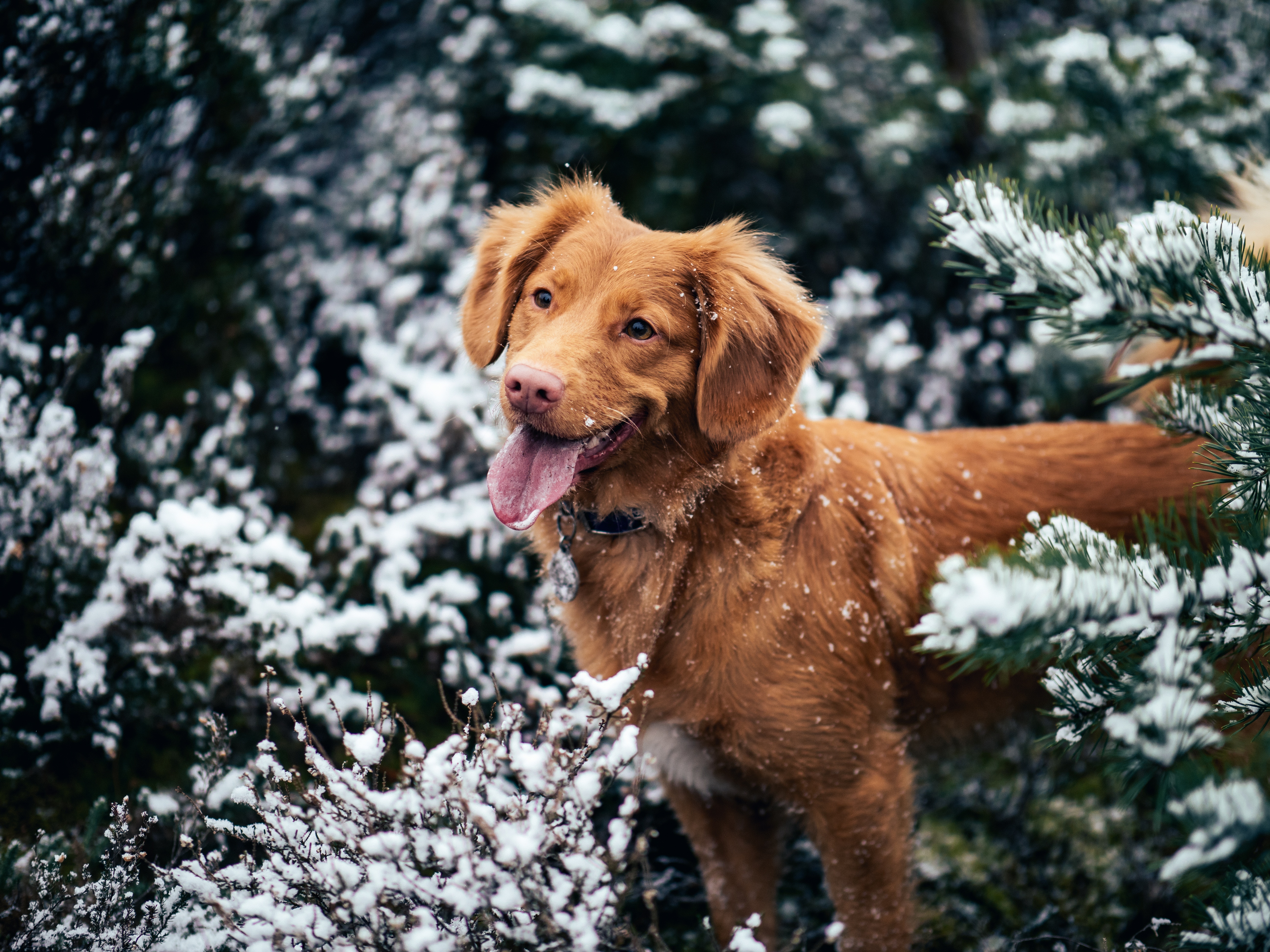 Laden Sie das Schnauze, Hervorstehende Zunge, Zunge Herausgeklemmt, Tiere, Schnee, Hund, Winter-Bild kostenlos auf Ihren PC-Desktop herunter