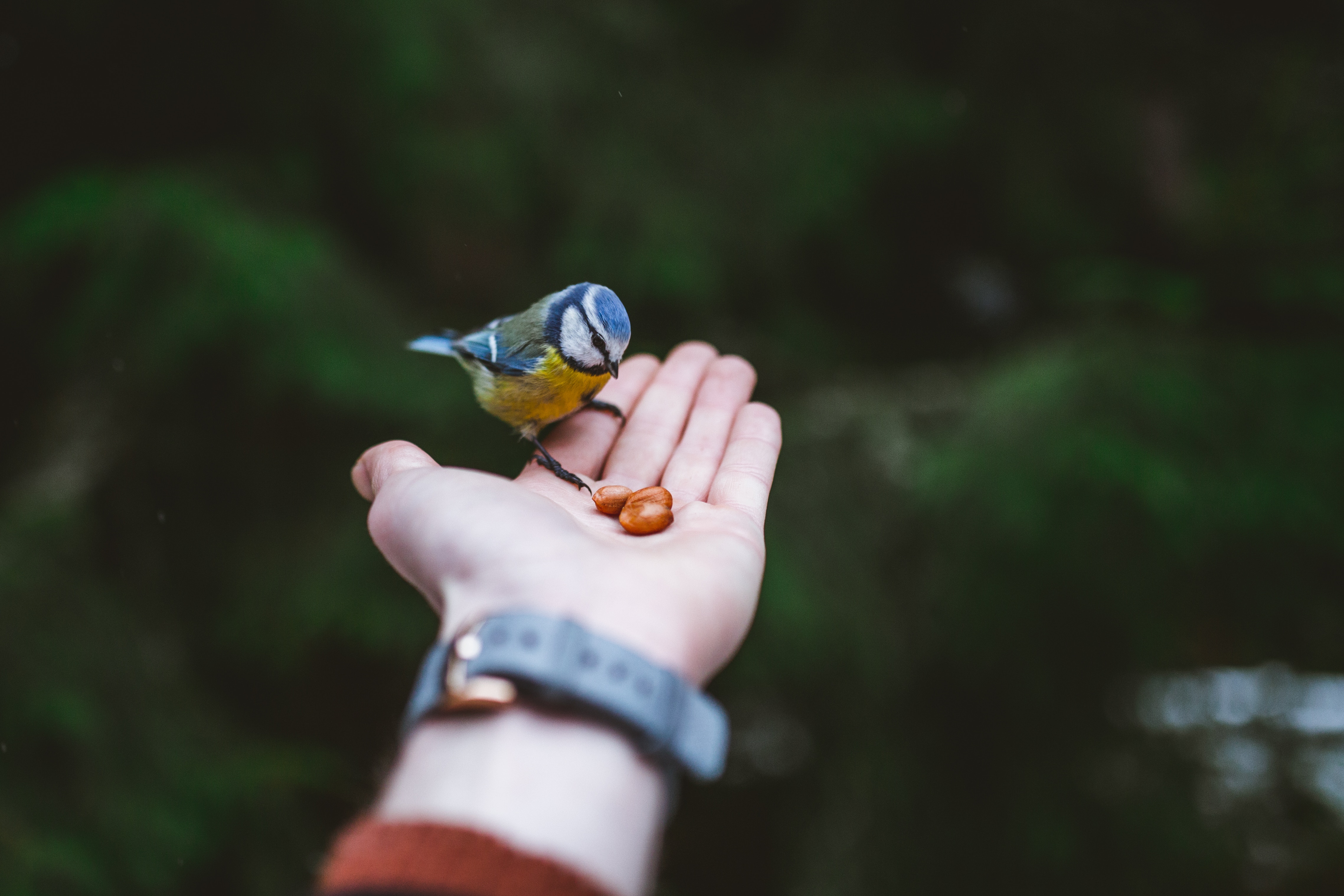 bird, hand, animals, food, tit, titica for android