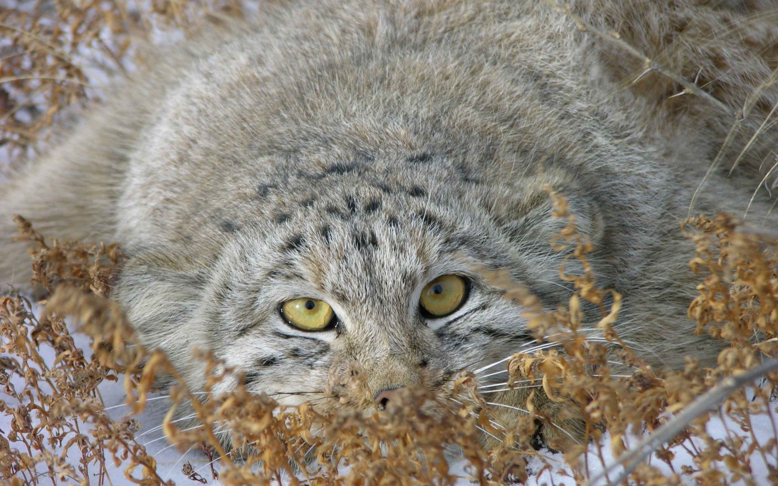 Download mobile wallpaper Manul, Lie, To Lie Down, Grass, Pallas' Cat, Hide, Animals for free.