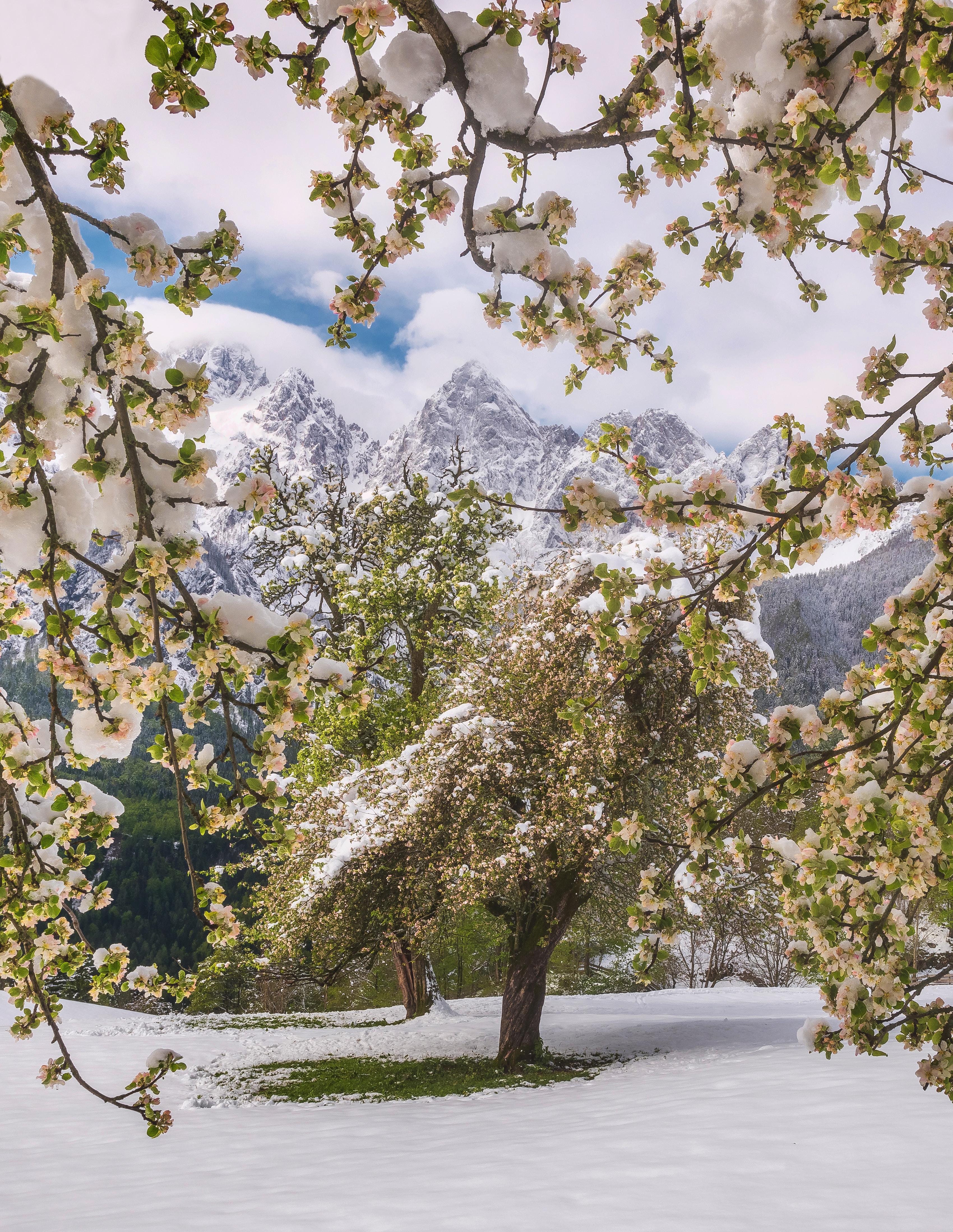 snow, snow covered, nature, flowers, trees, mountains, snowbound