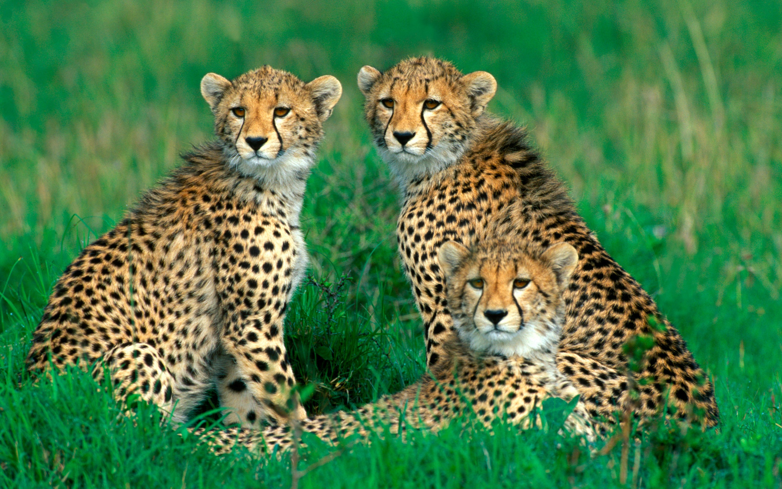283496 免費下載壁紙 动物, 猎豹, 猫 屏保和圖片