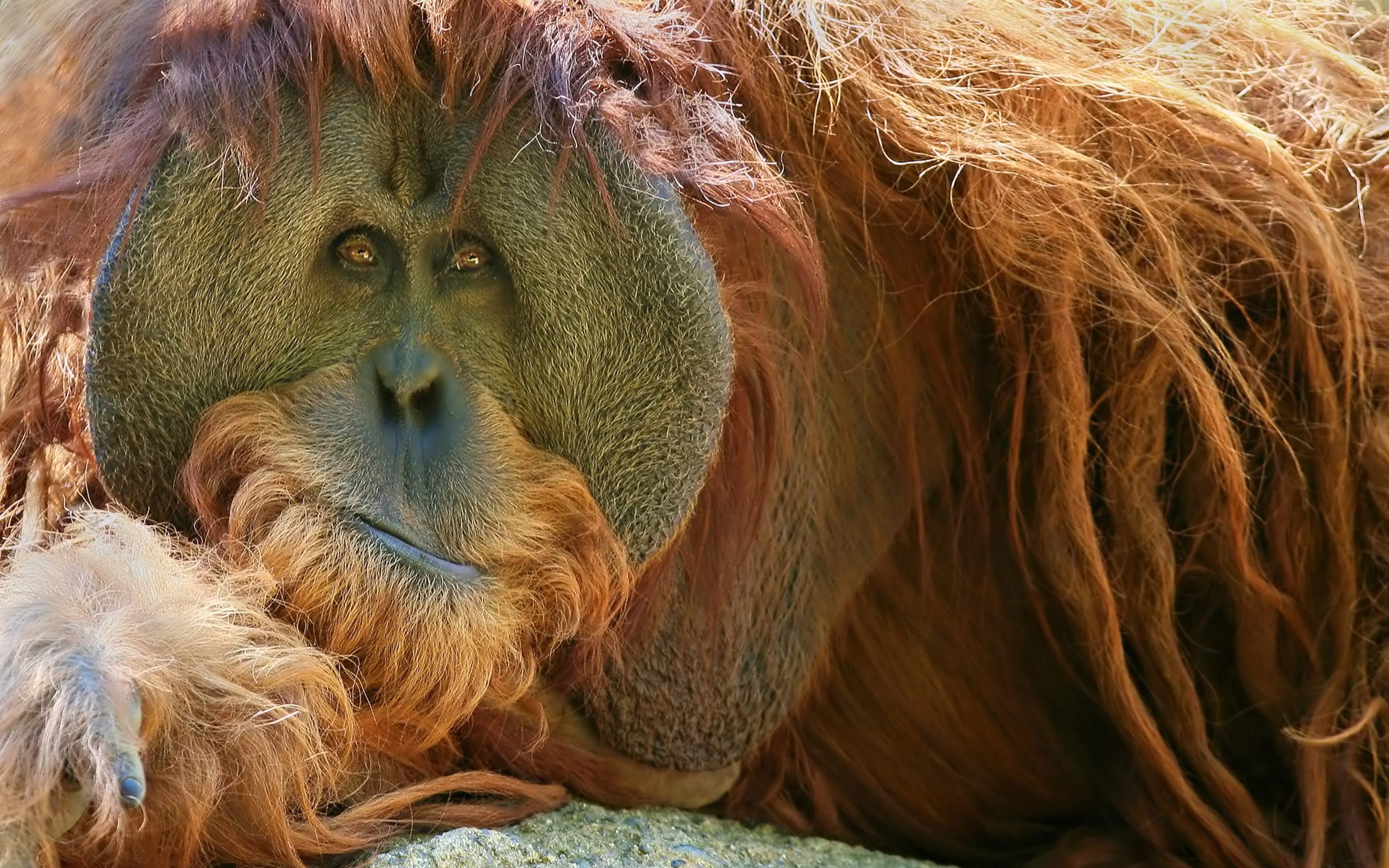 animal, orangutan, monkeys HD wallpaper
