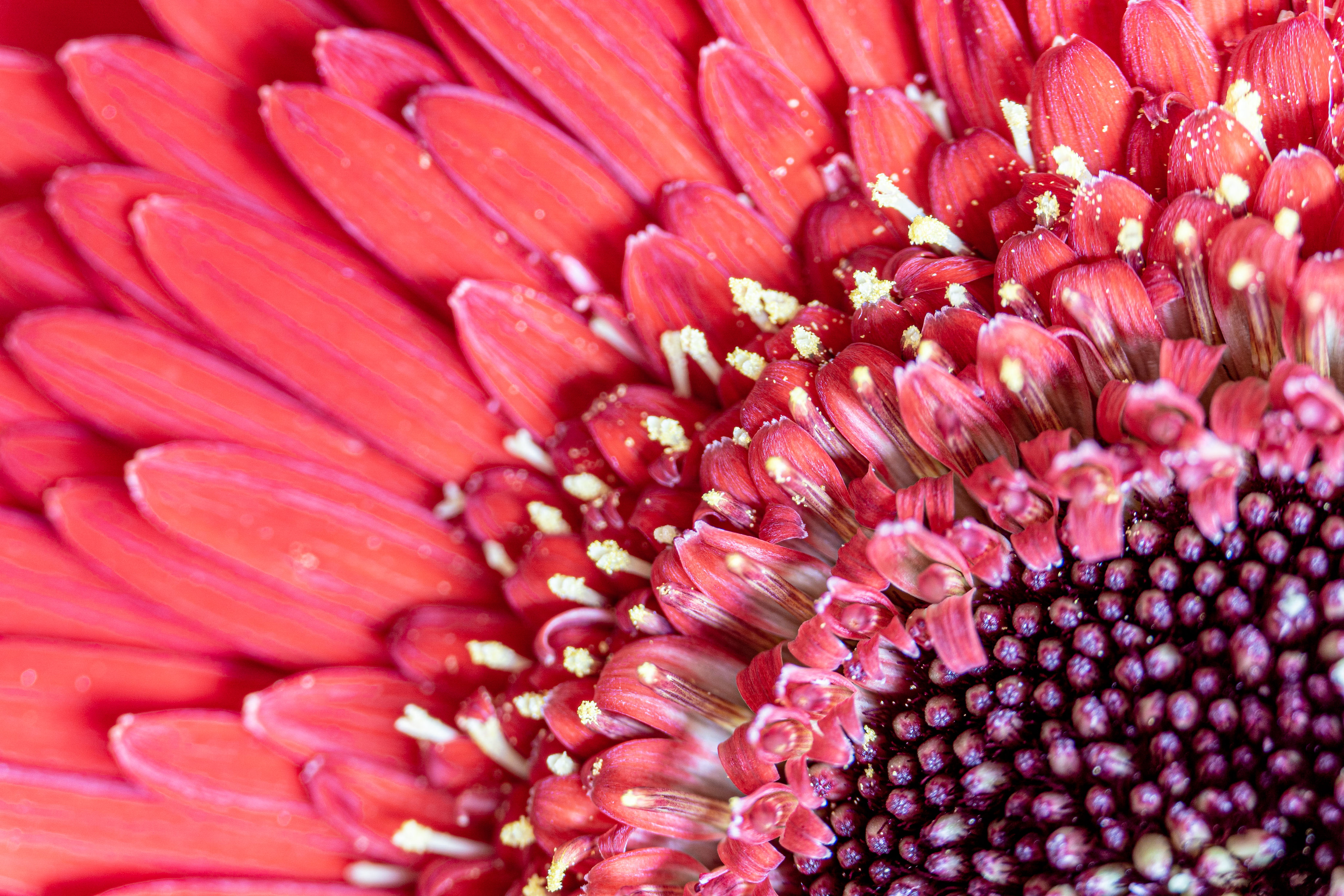 Laden Sie das Rosa, Makro, Pollen, Blumen, Blütenblätter, Blume-Bild kostenlos auf Ihren PC-Desktop herunter