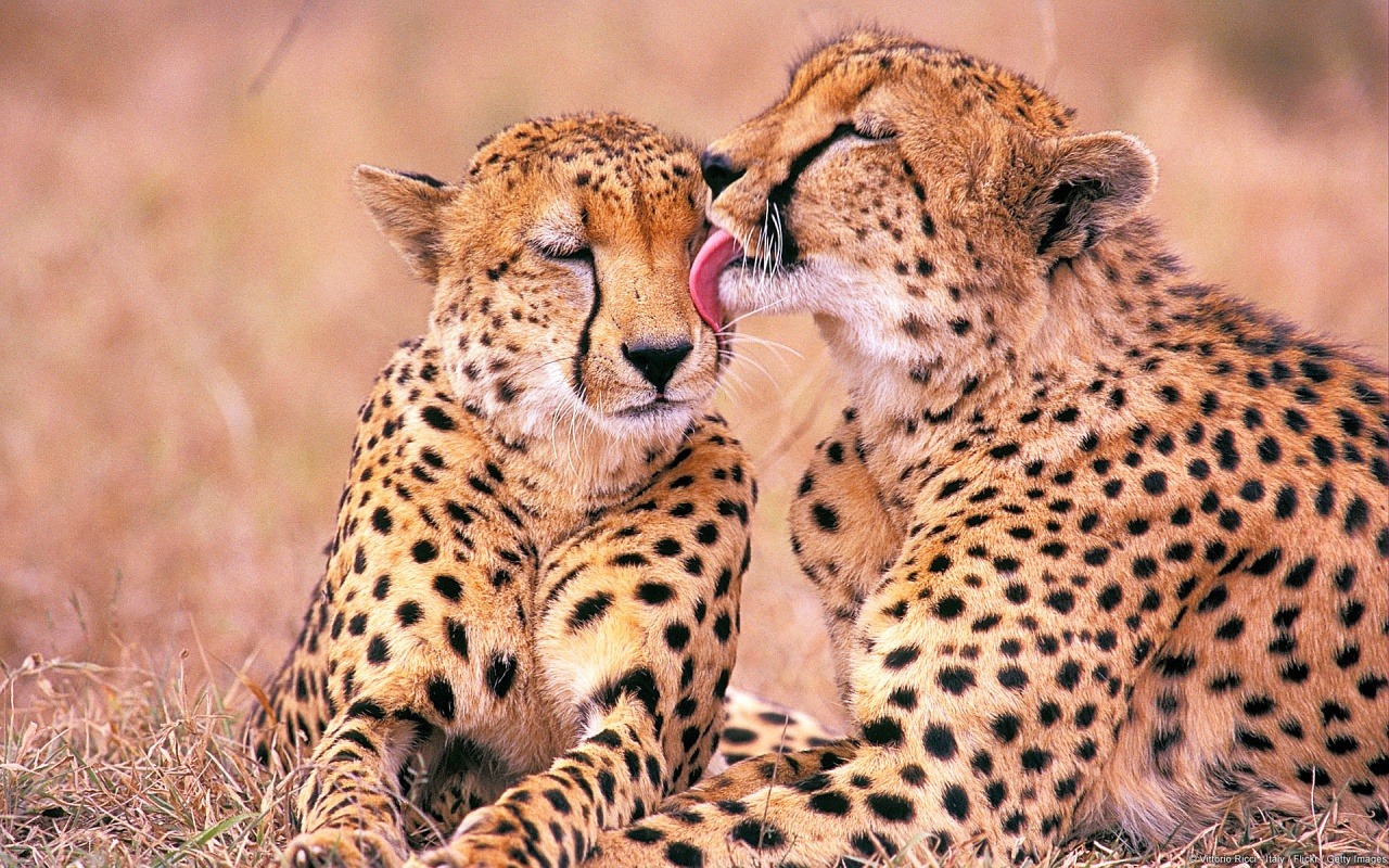 Download mobile wallpaper Cheetah, Animal for free.