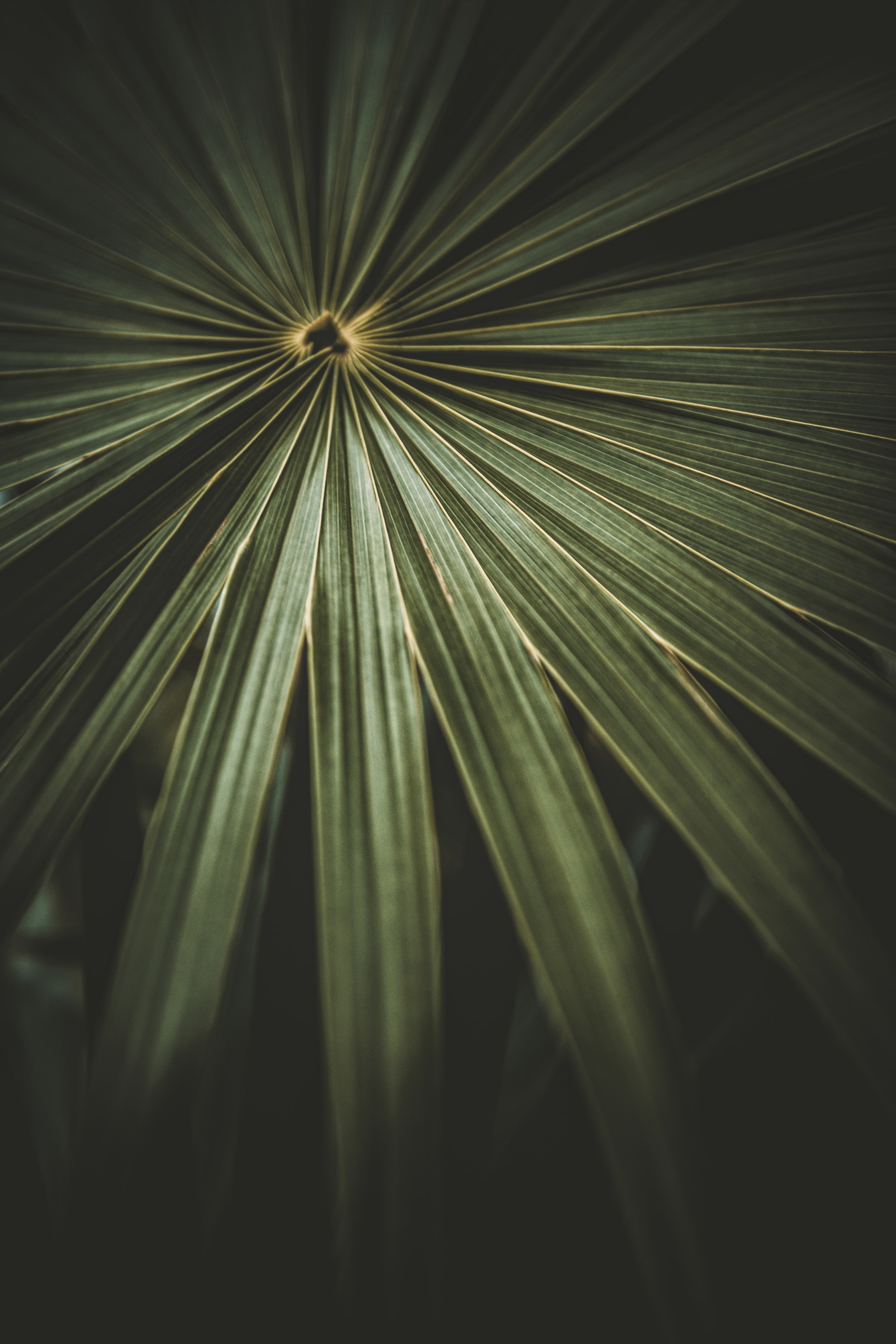 Download mobile wallpaper Macro, Palm, Leaflet, Plant for free.