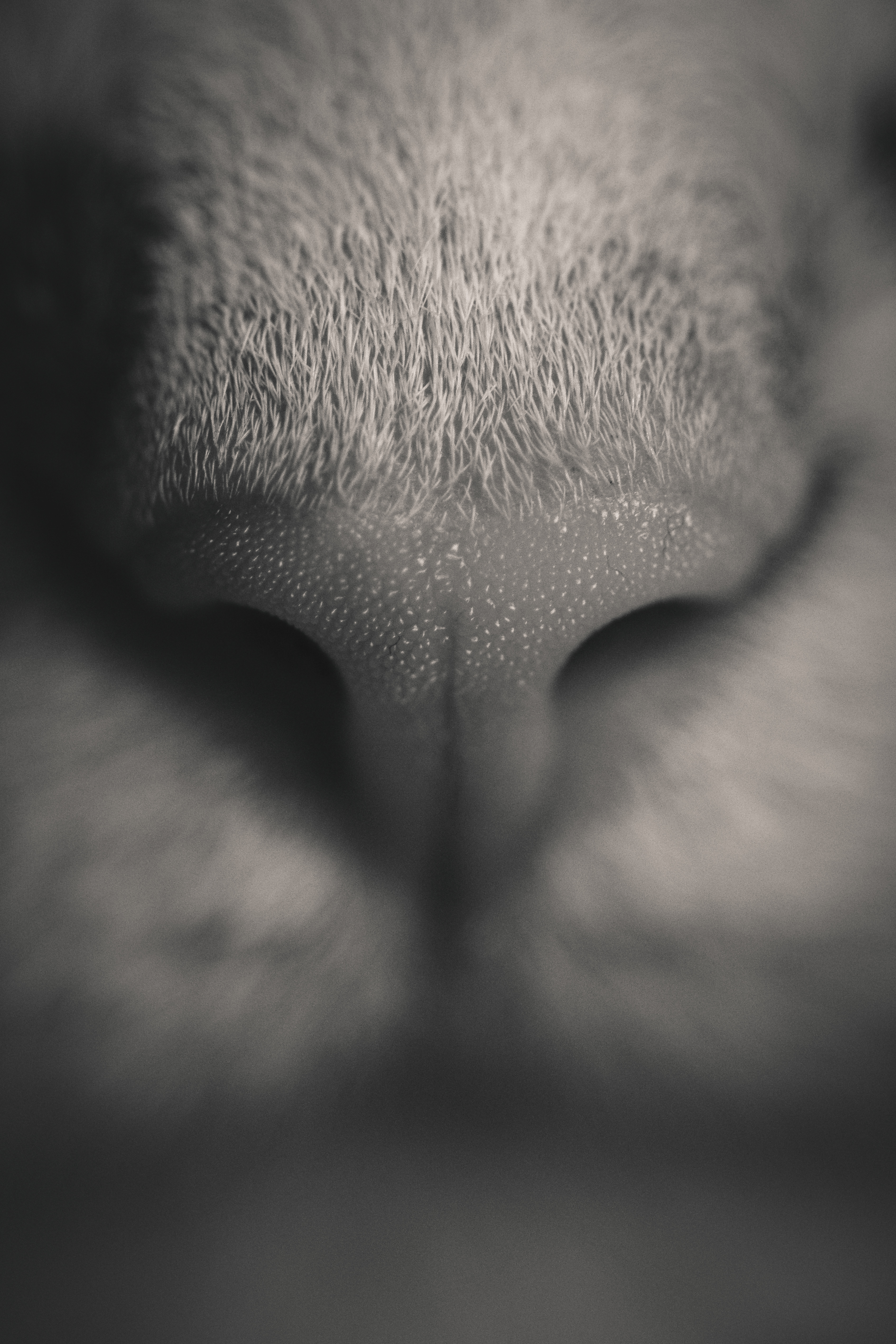 Nose iPhone wallpapers